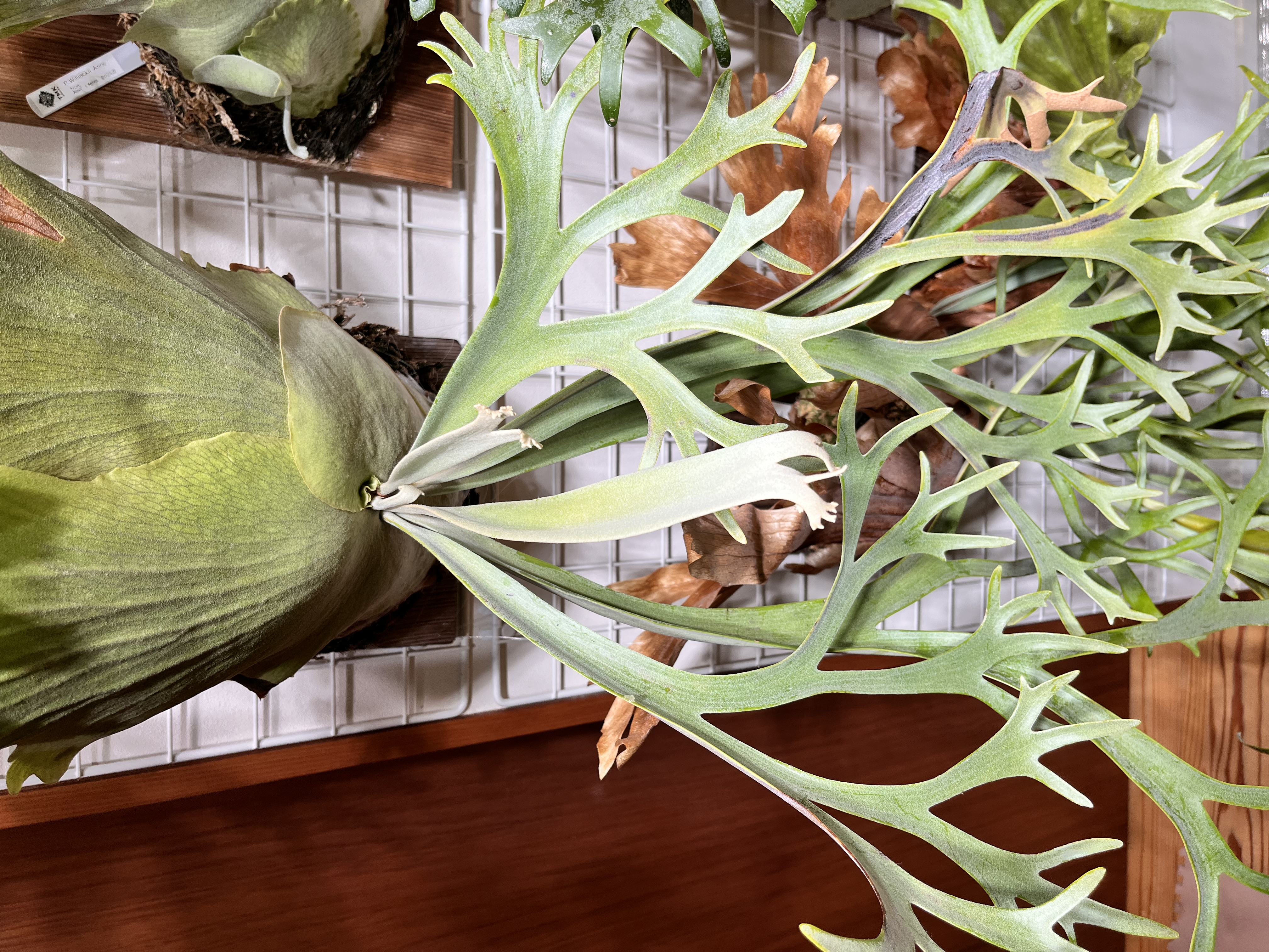 若い胞子葉の様子