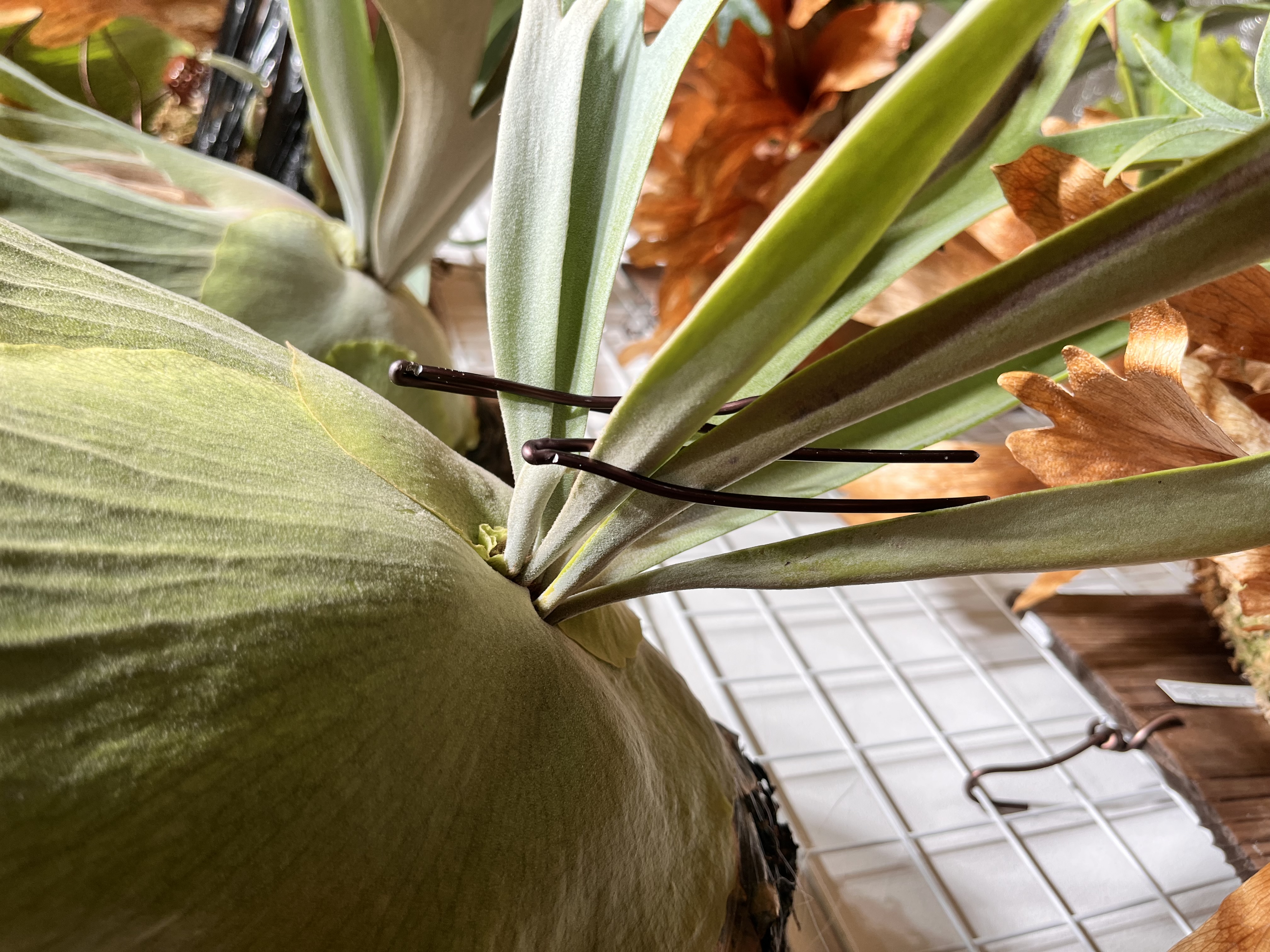 根元付近の寄り