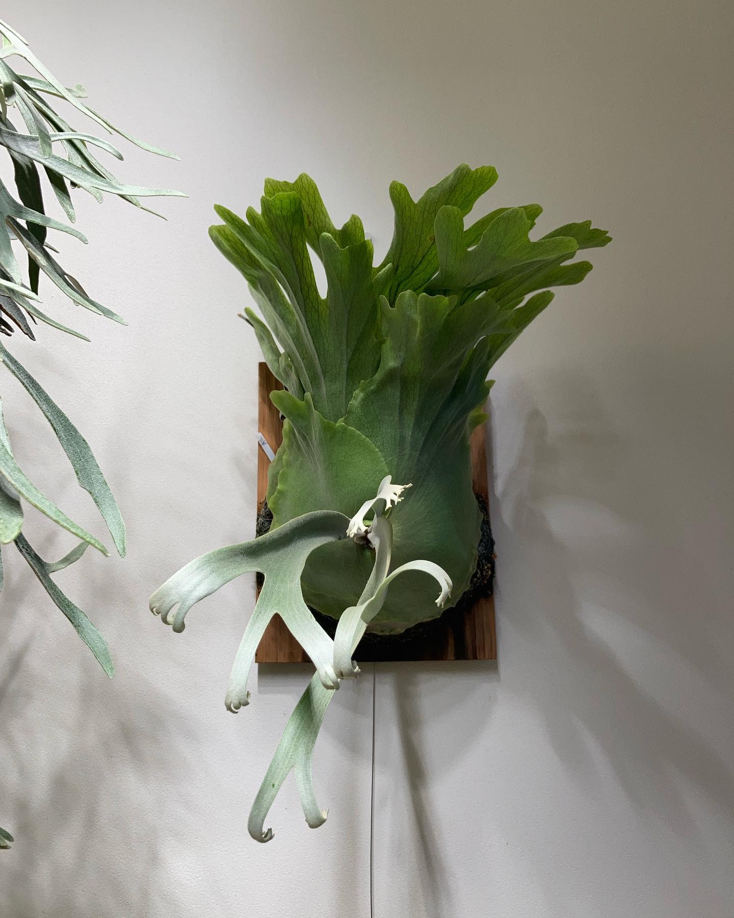 誘引前のイエロームーン全体像