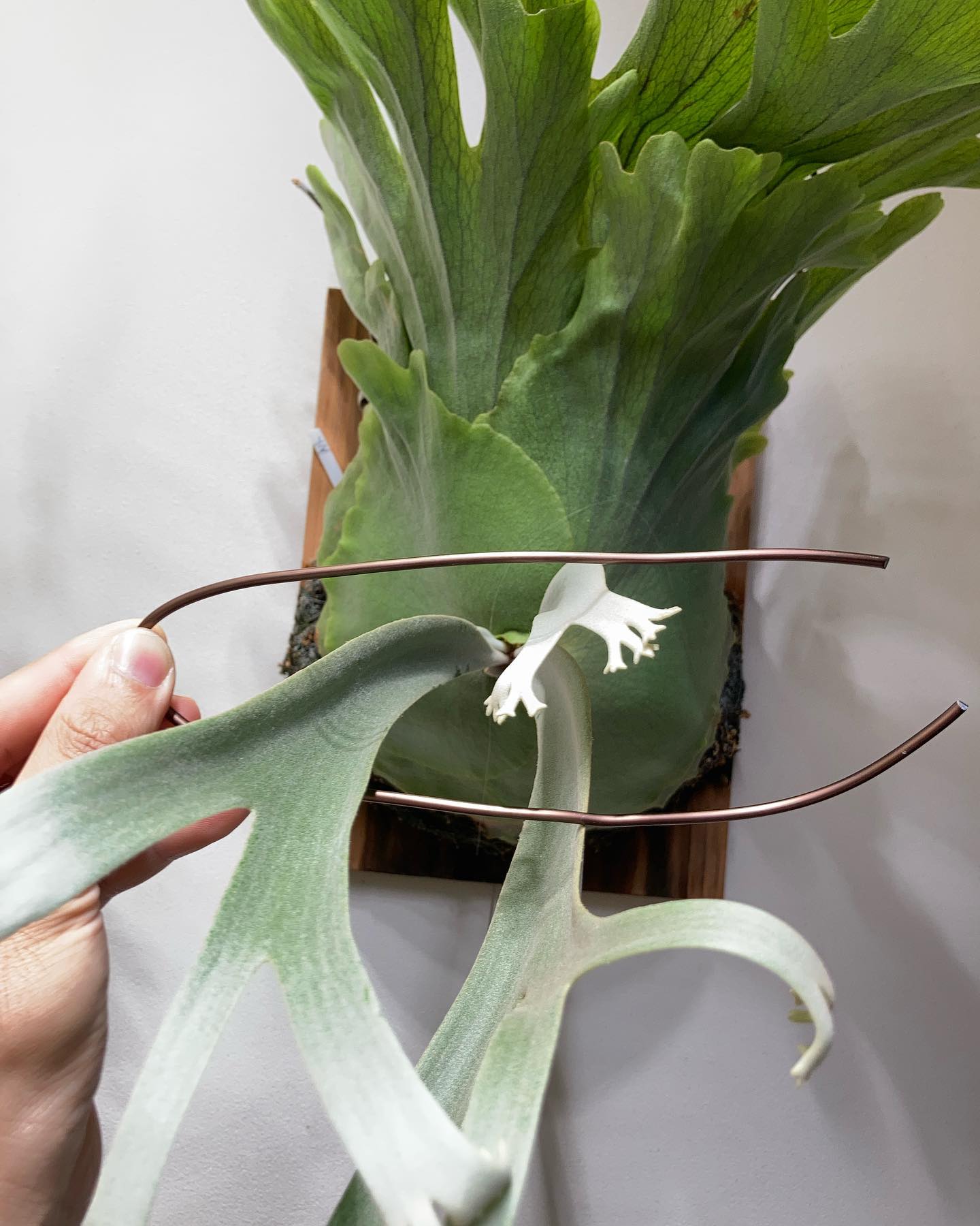 ワイヤーを胞子葉に当てている様子