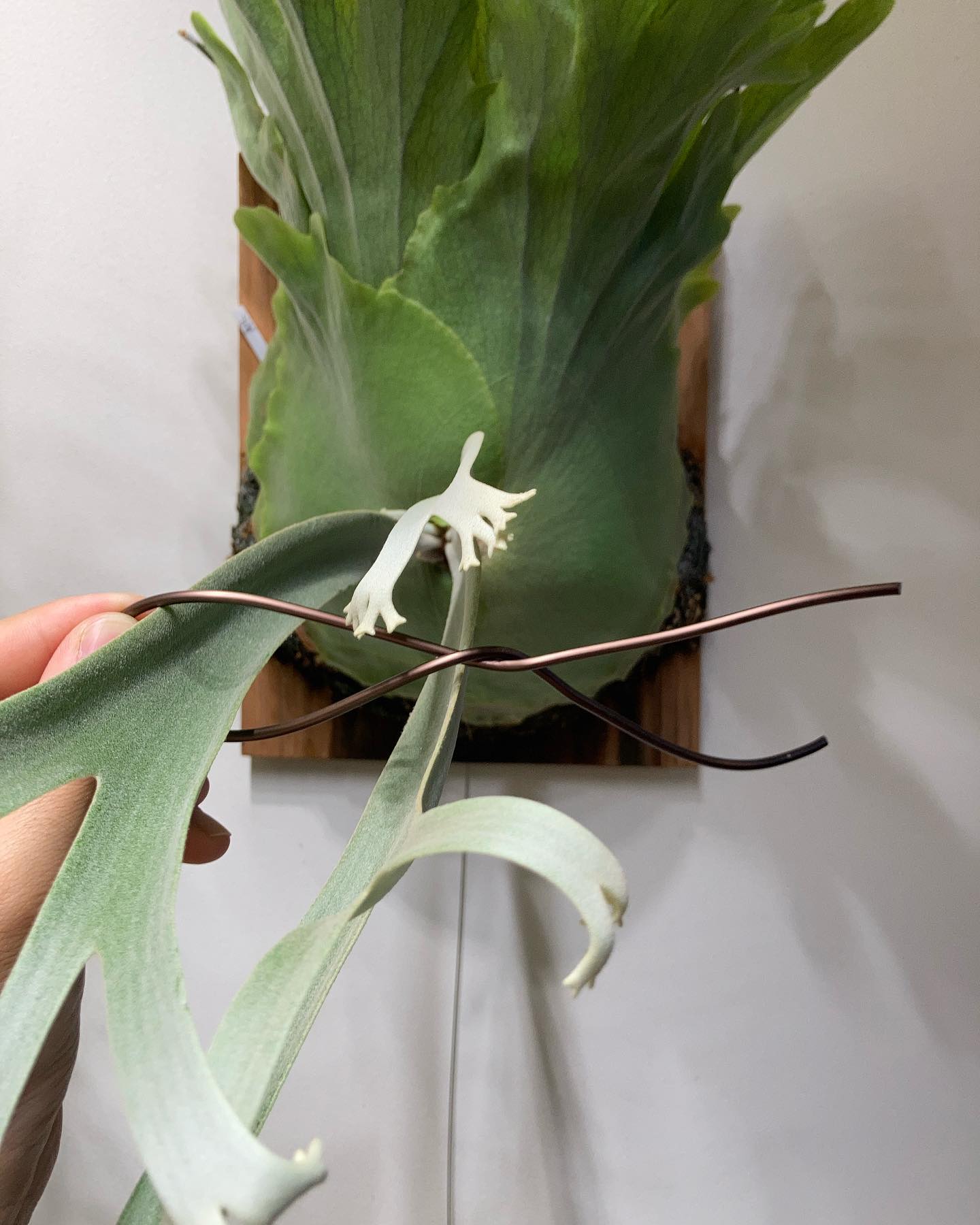 ねじったワイヤーの交差部分