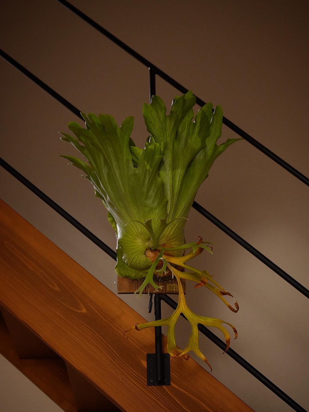 コロナリウムの末広がり完成形