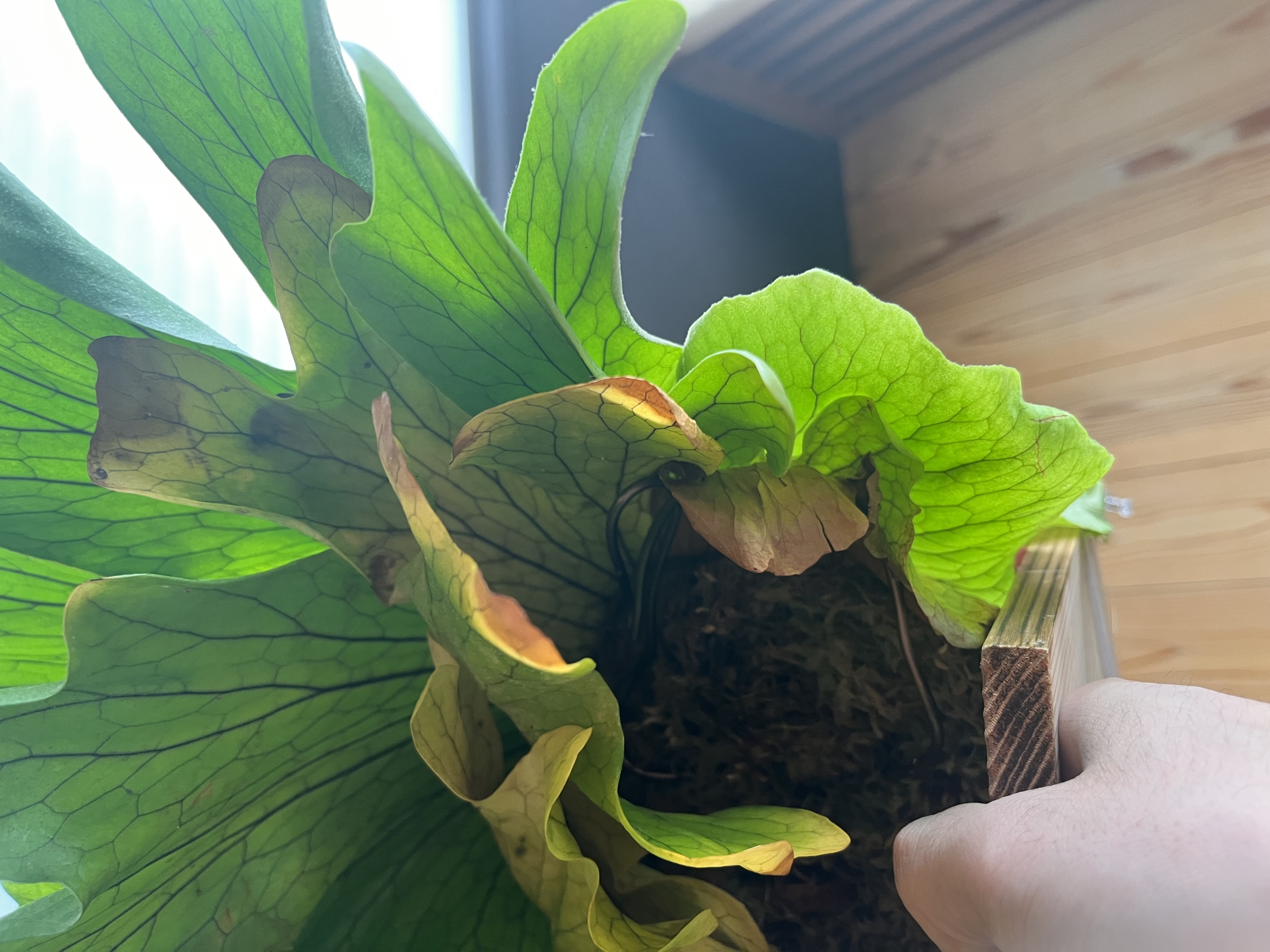 ワイヤー誘引後に展開した貯水葉がラインに沿っている様子