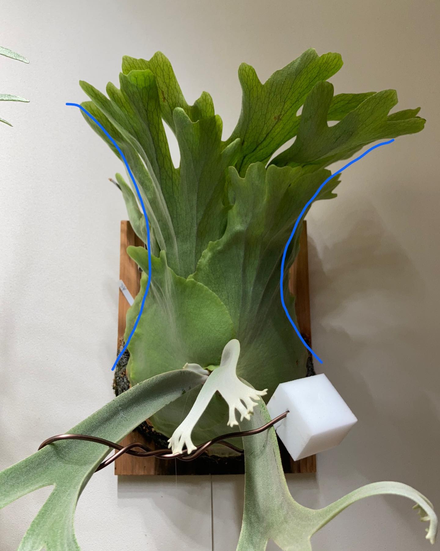 誘引前のイエロームーンの状態