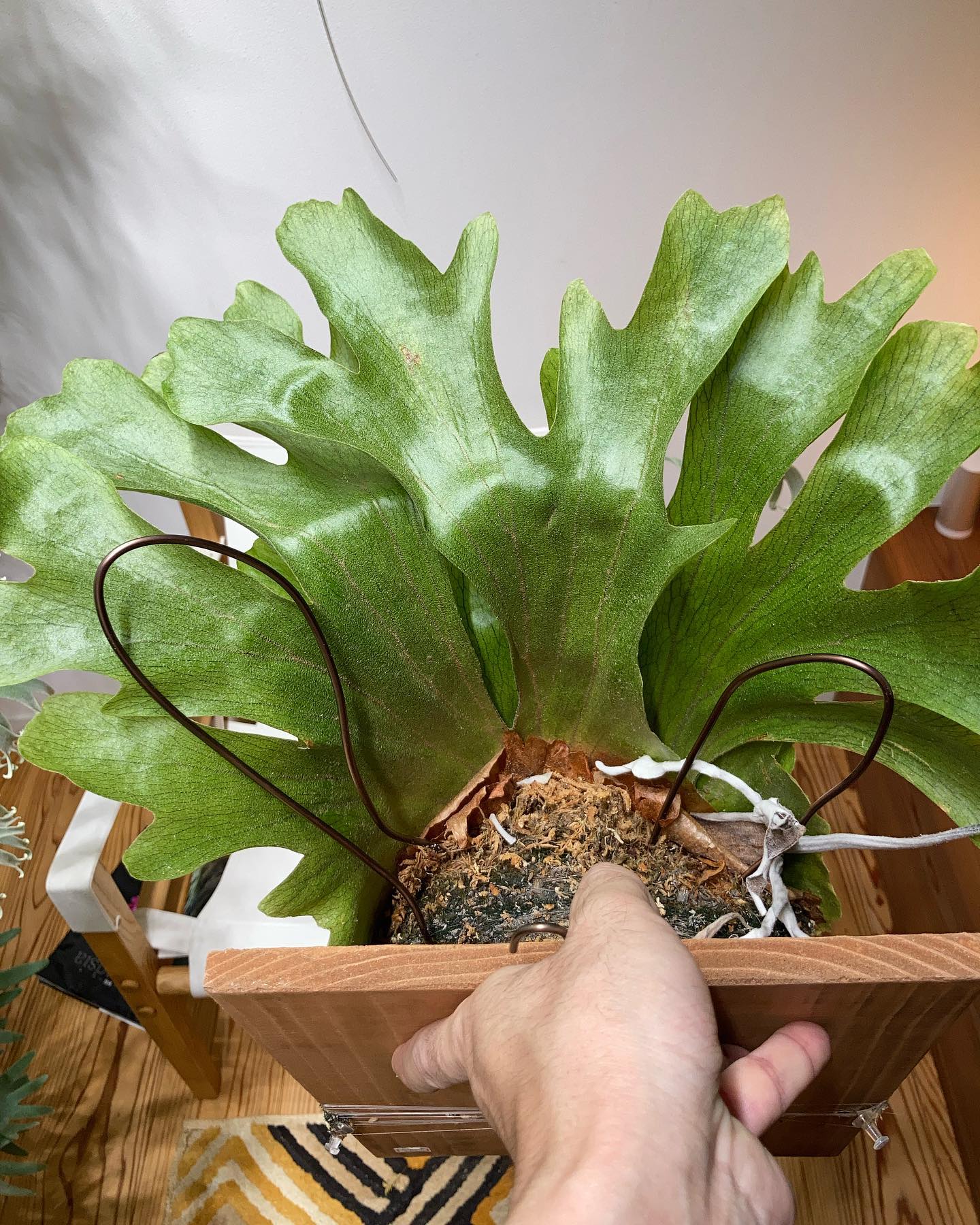 ワイヤーを外側に曲げて貯水葉を押し広げる様子