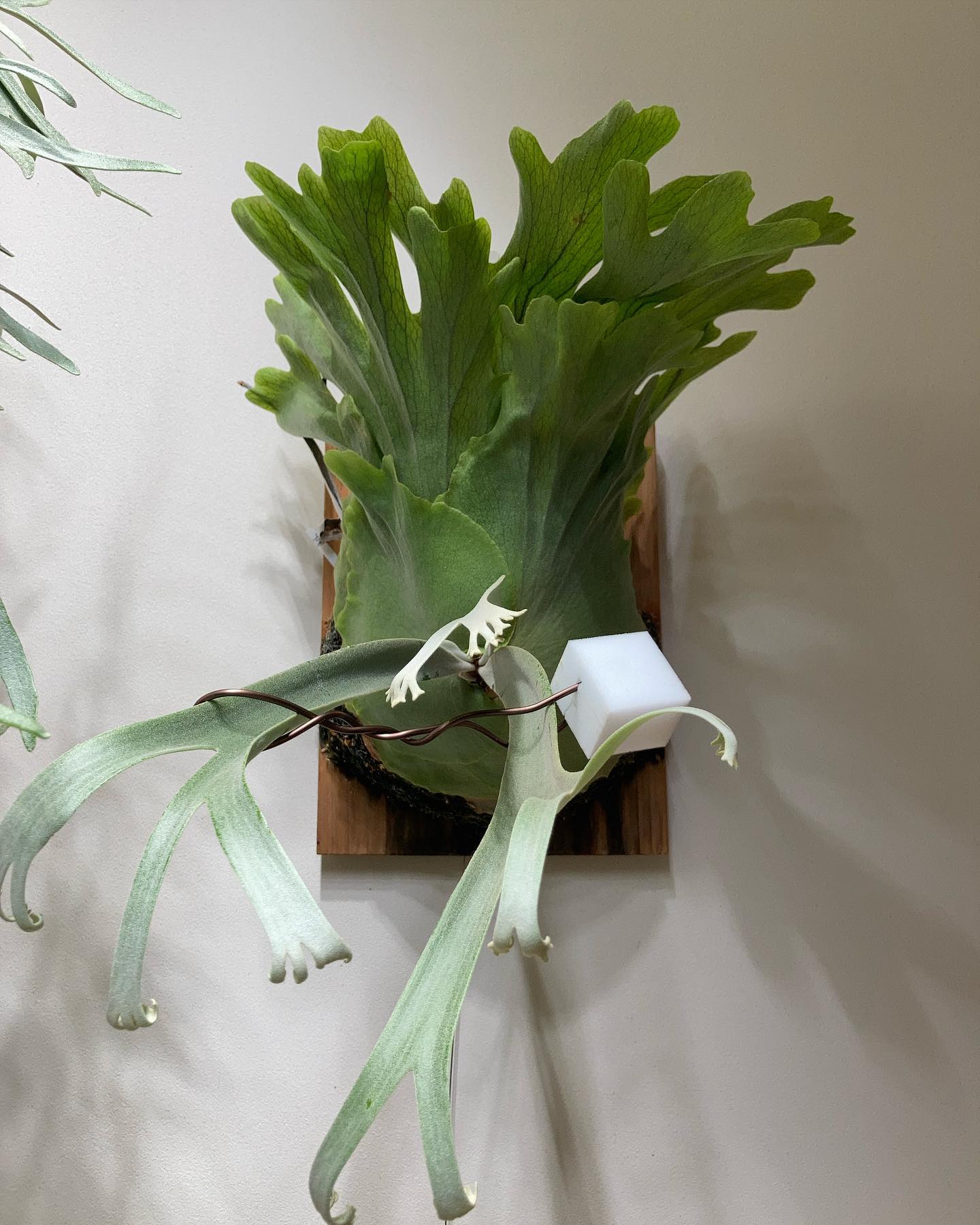 誘引後のイエロームーン全体像