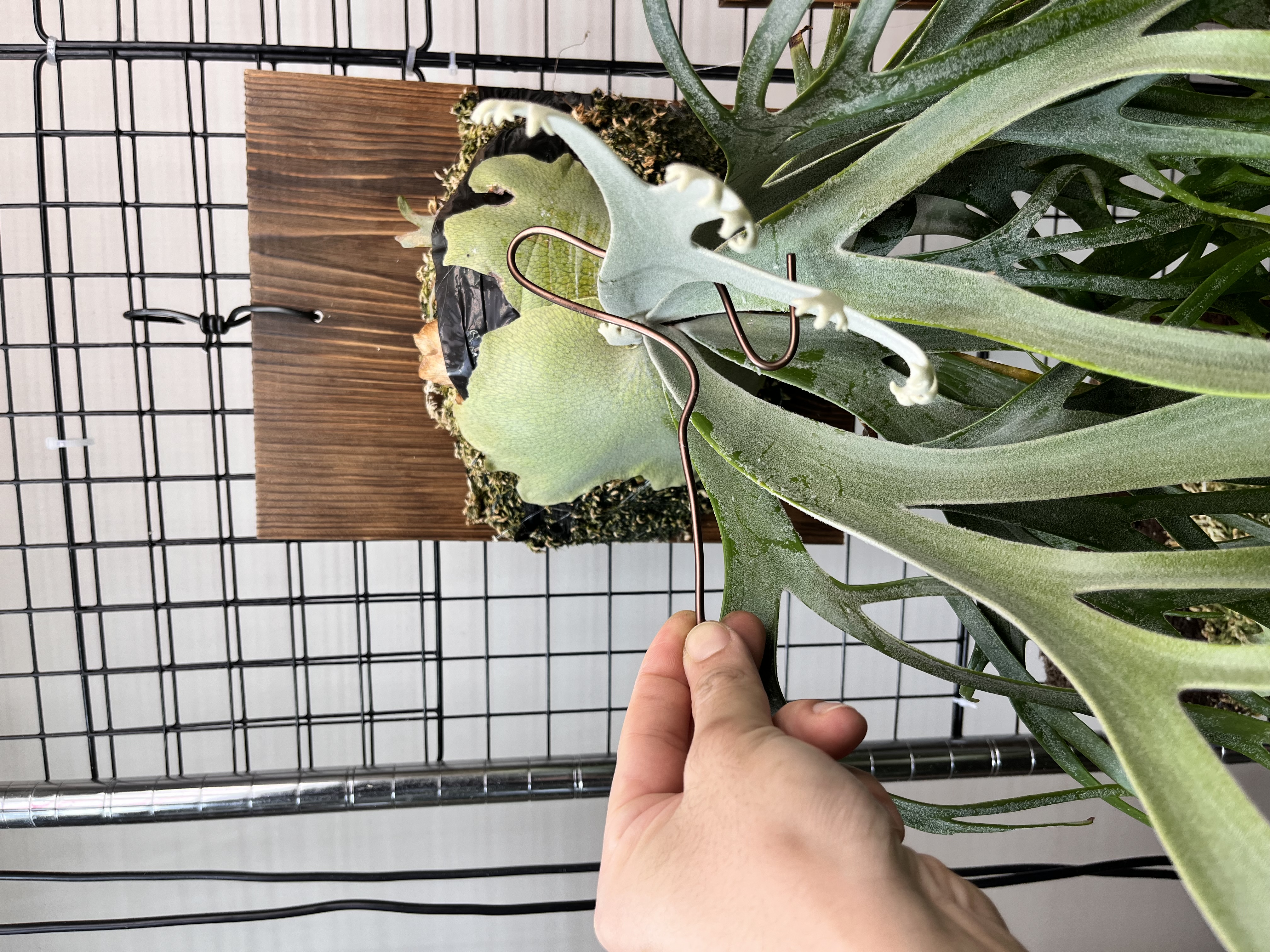 胞子葉にワイヤーを引っ掛ける