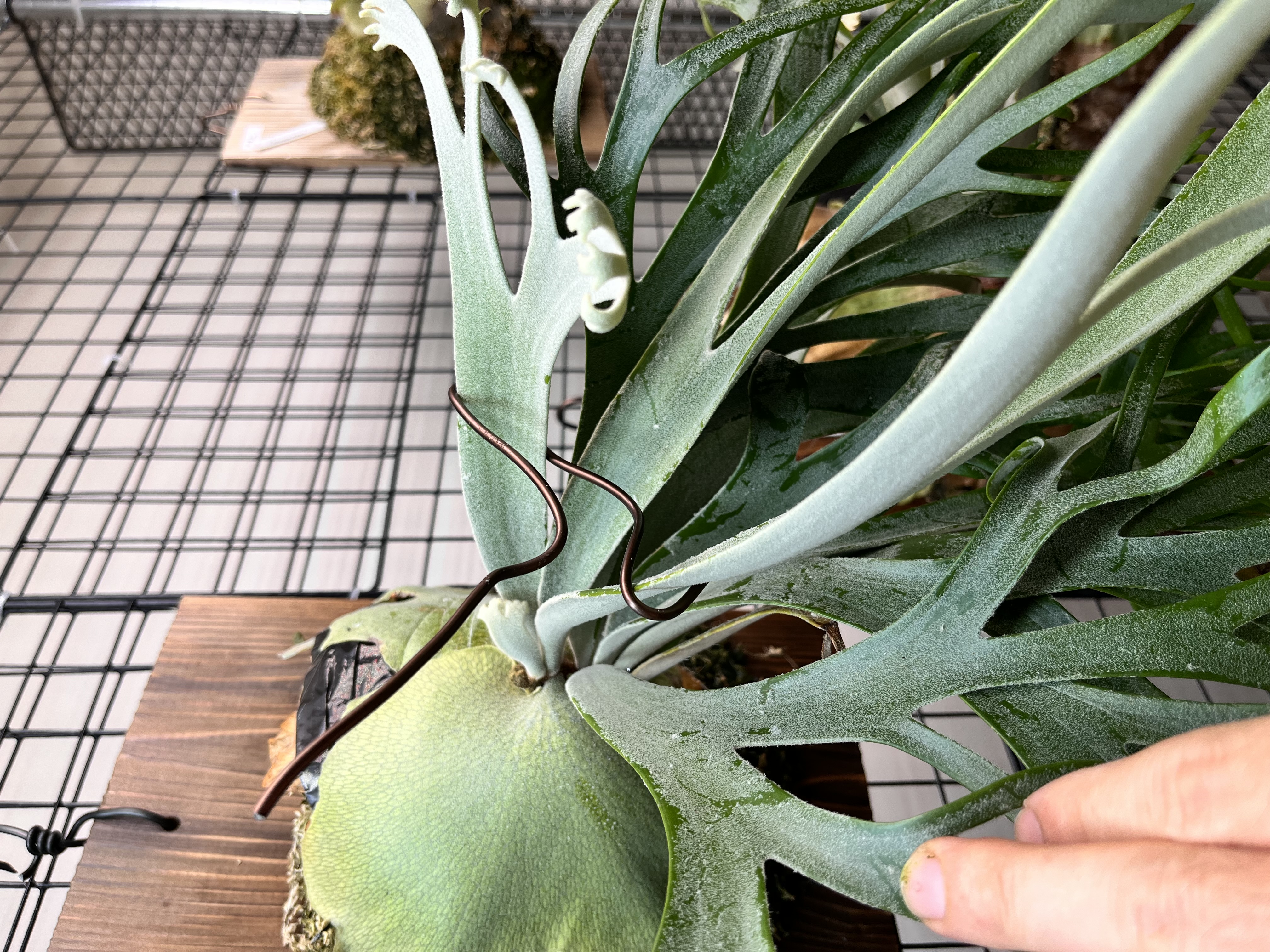 完成形・別角度1