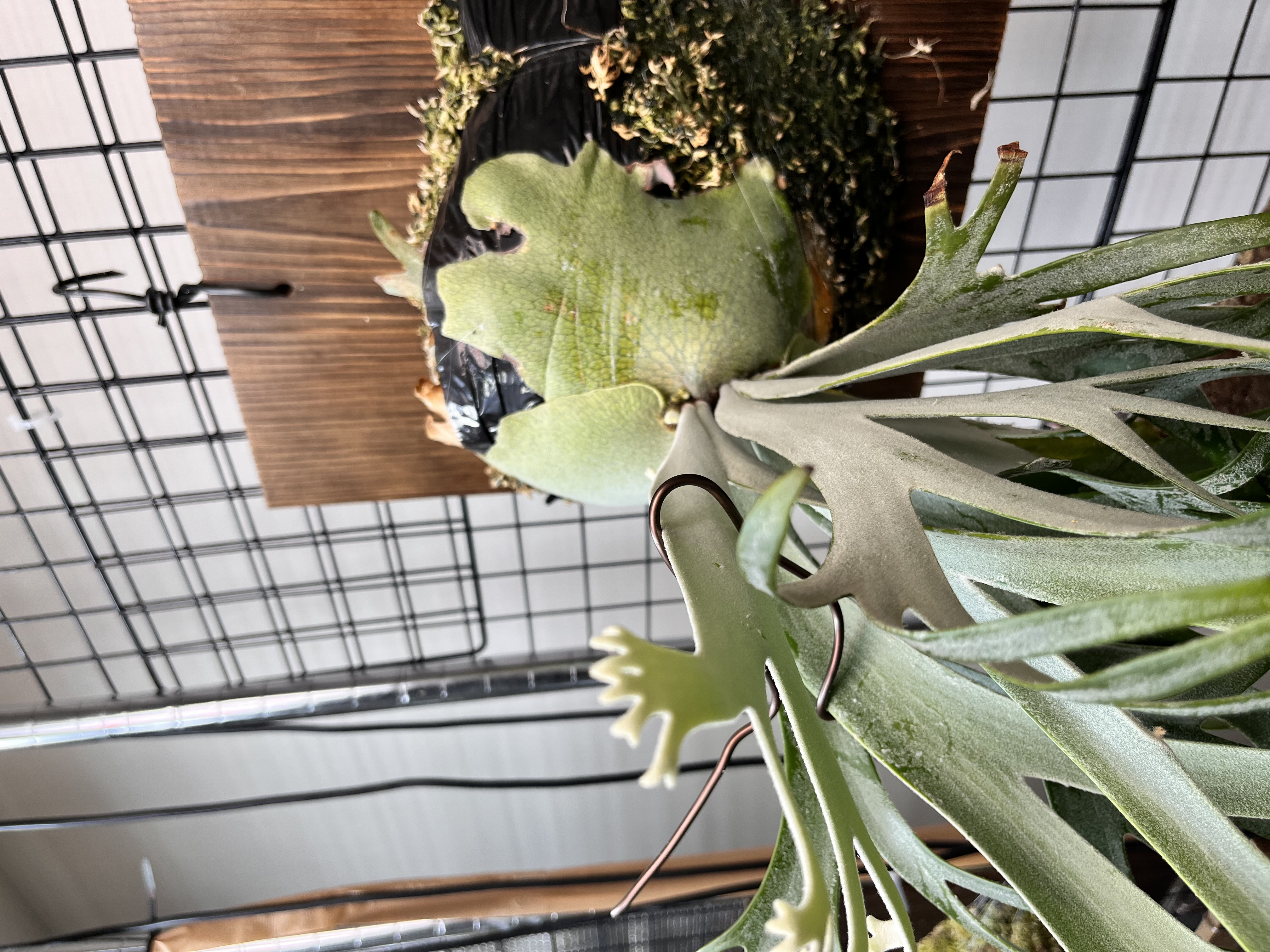 完成形・別角度2