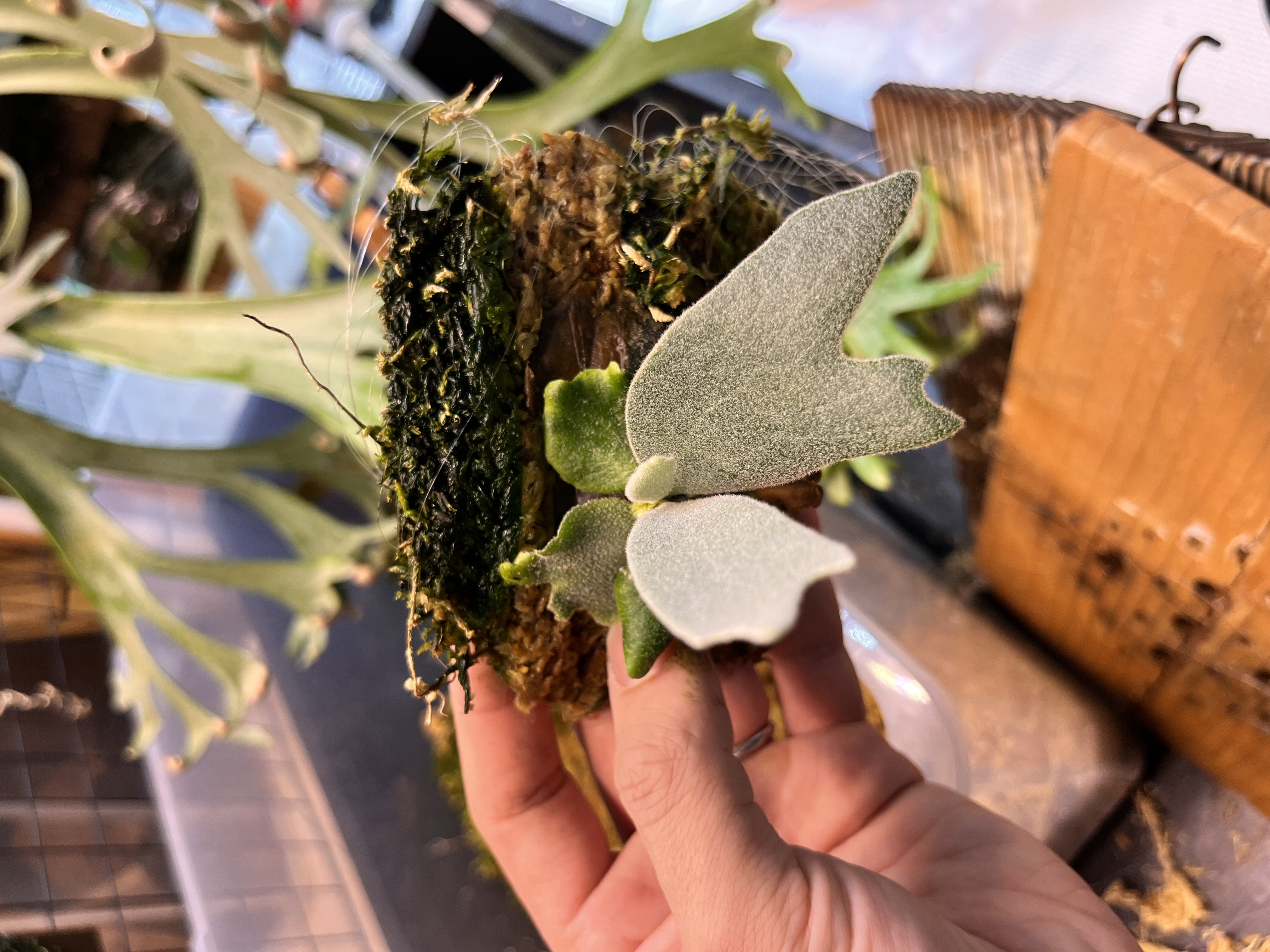 タスケルプ使用株の胞子葉