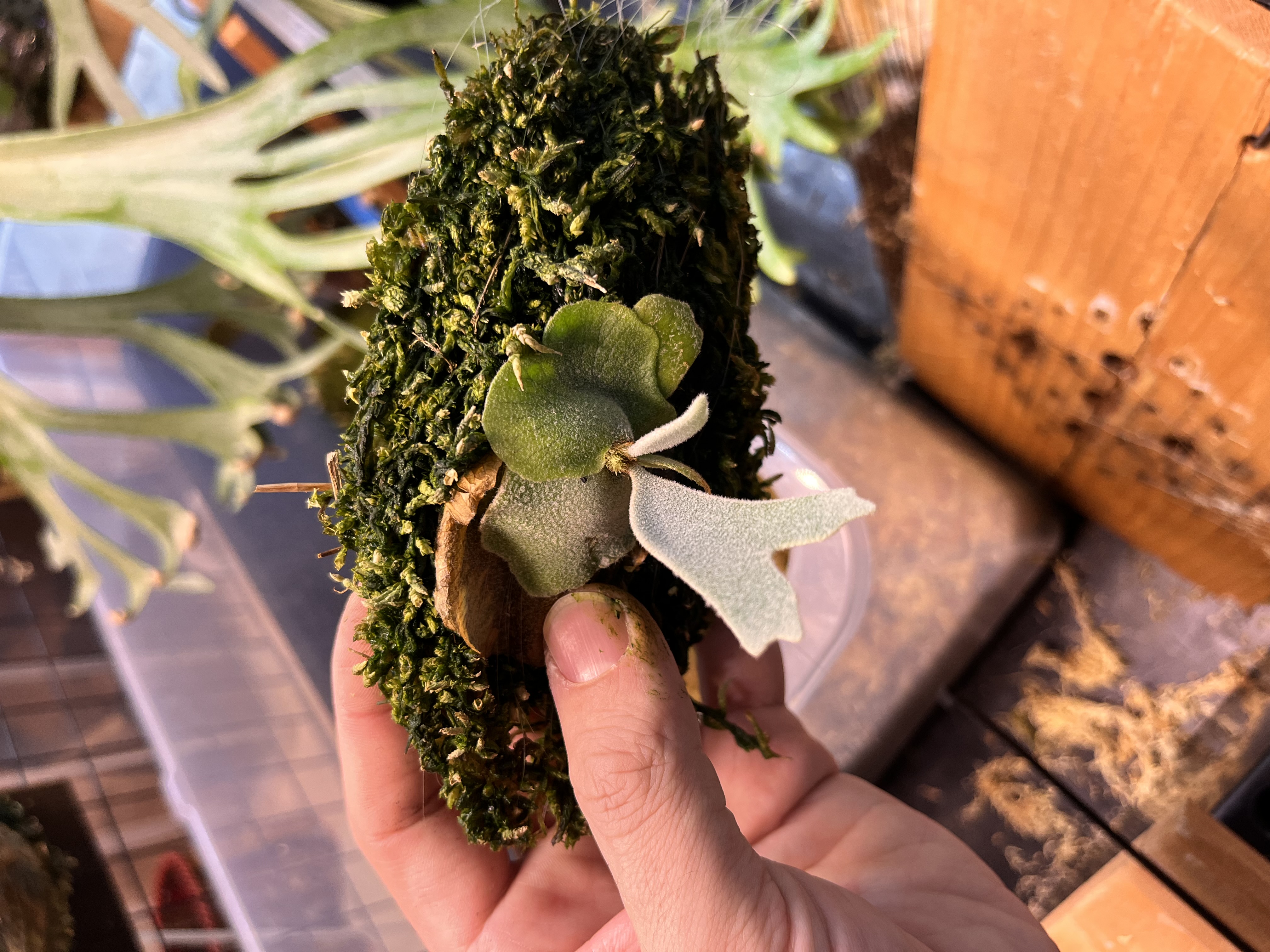 水のみの株の胞子葉