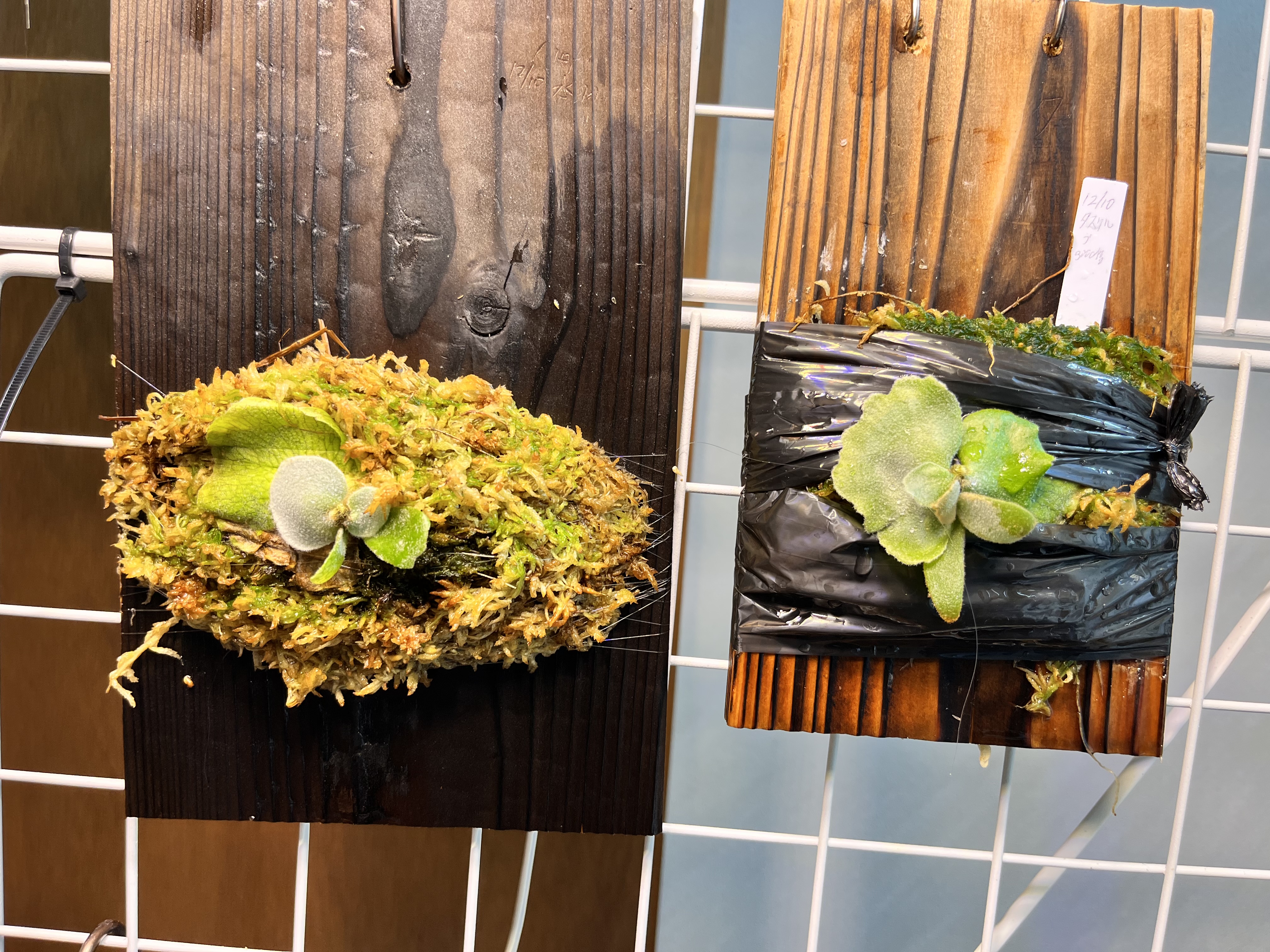 ビカクシダ栽培実験