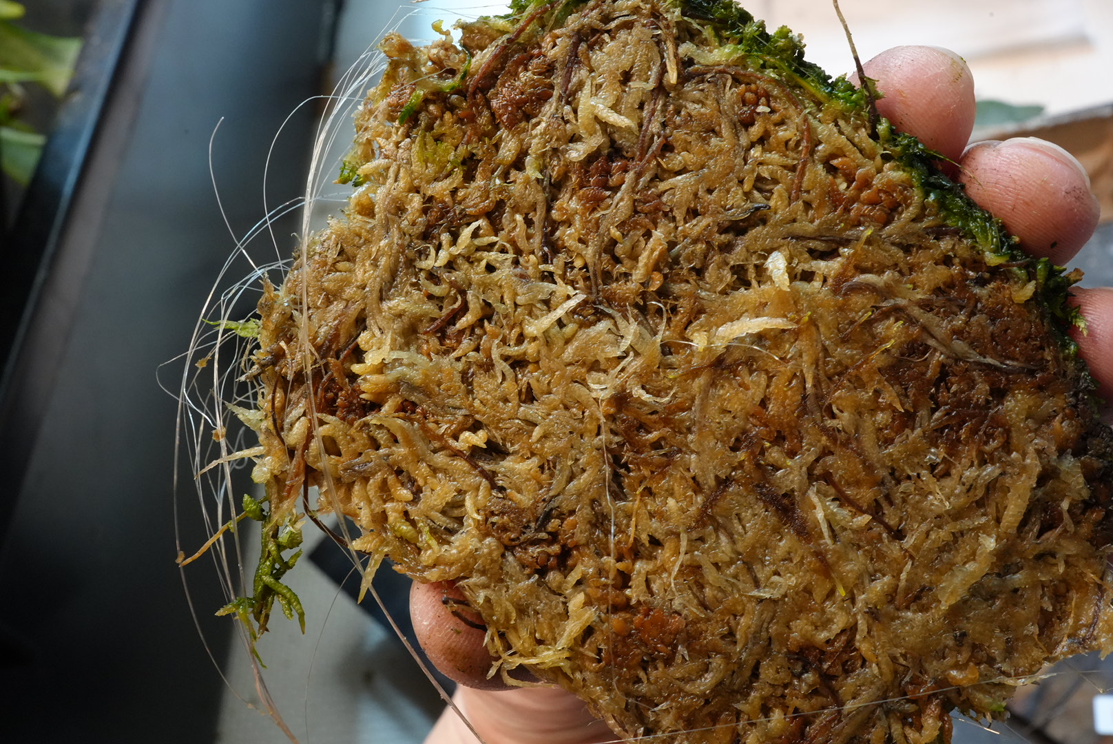 タスケルプ使用株の根（板に到達・9本確認）