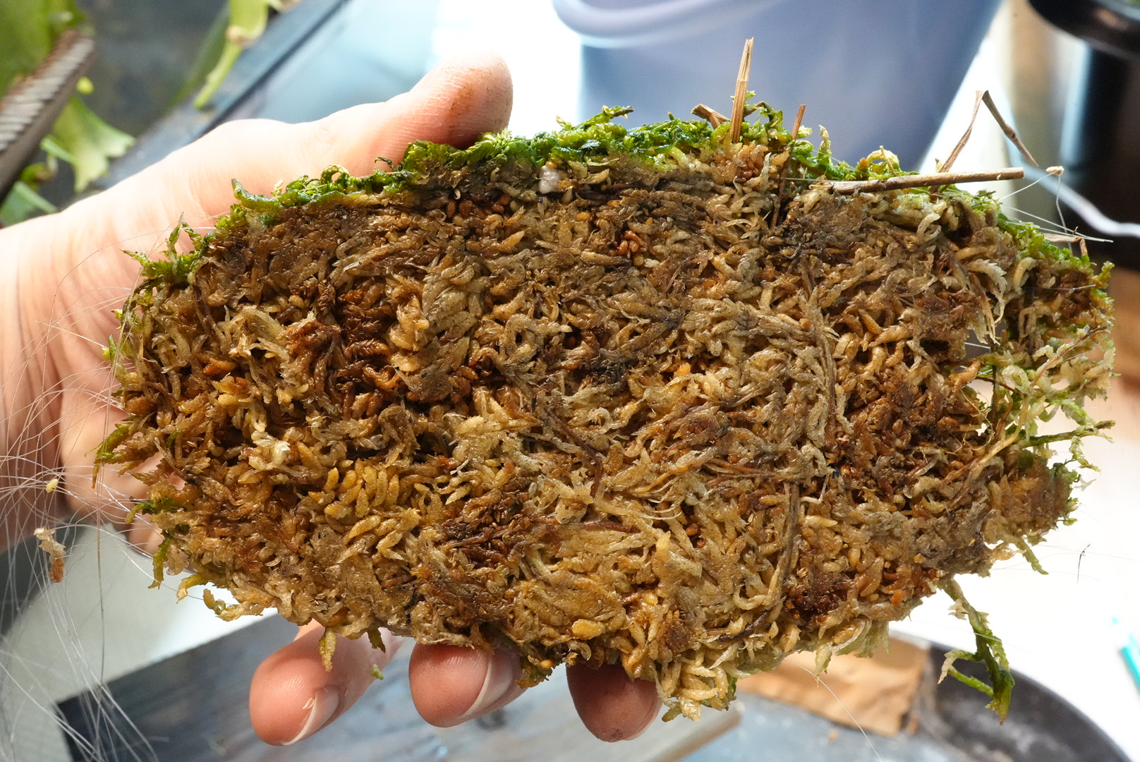 水のみの株の根（板に未到達）