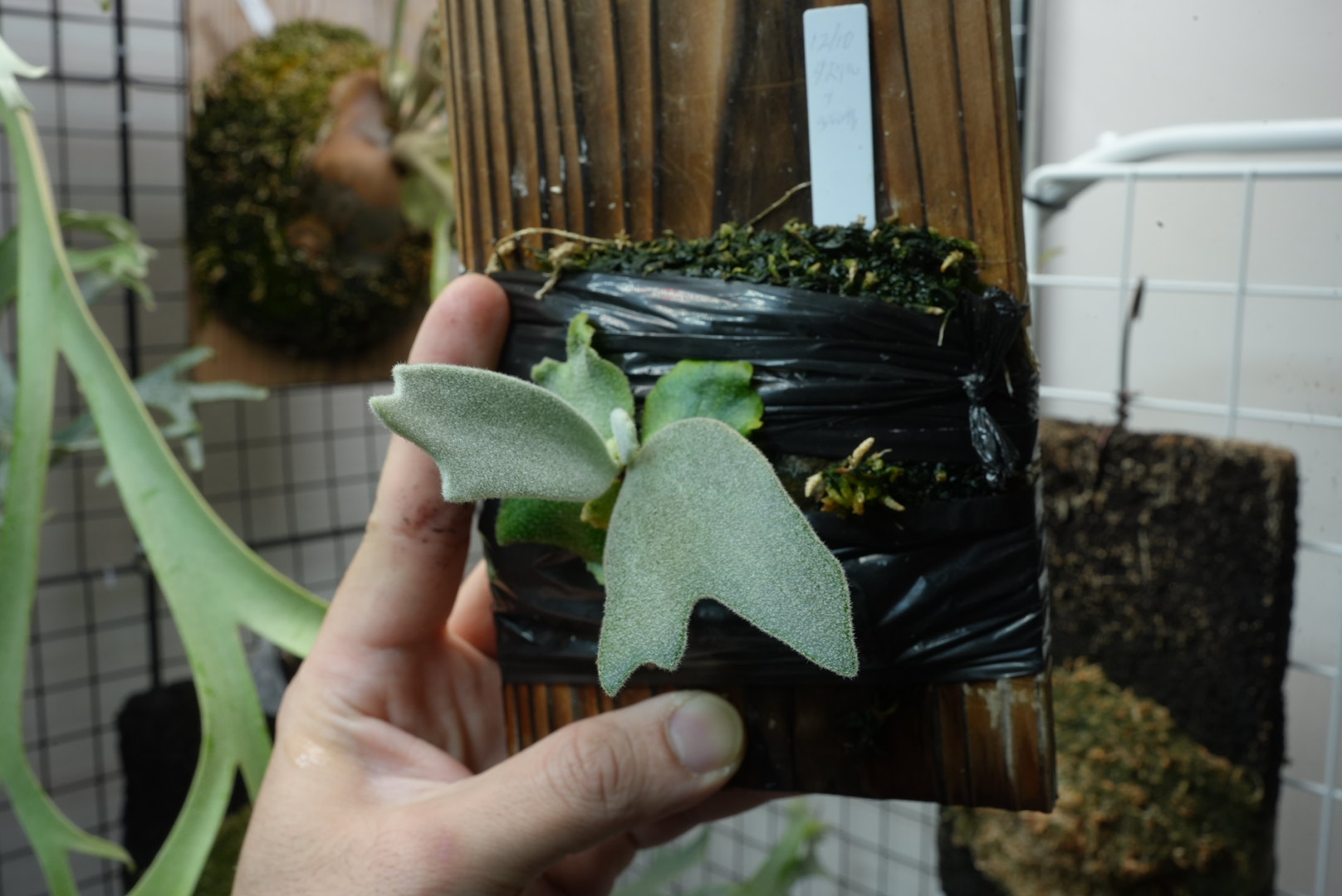 タスケルプ使用株（51日経過）