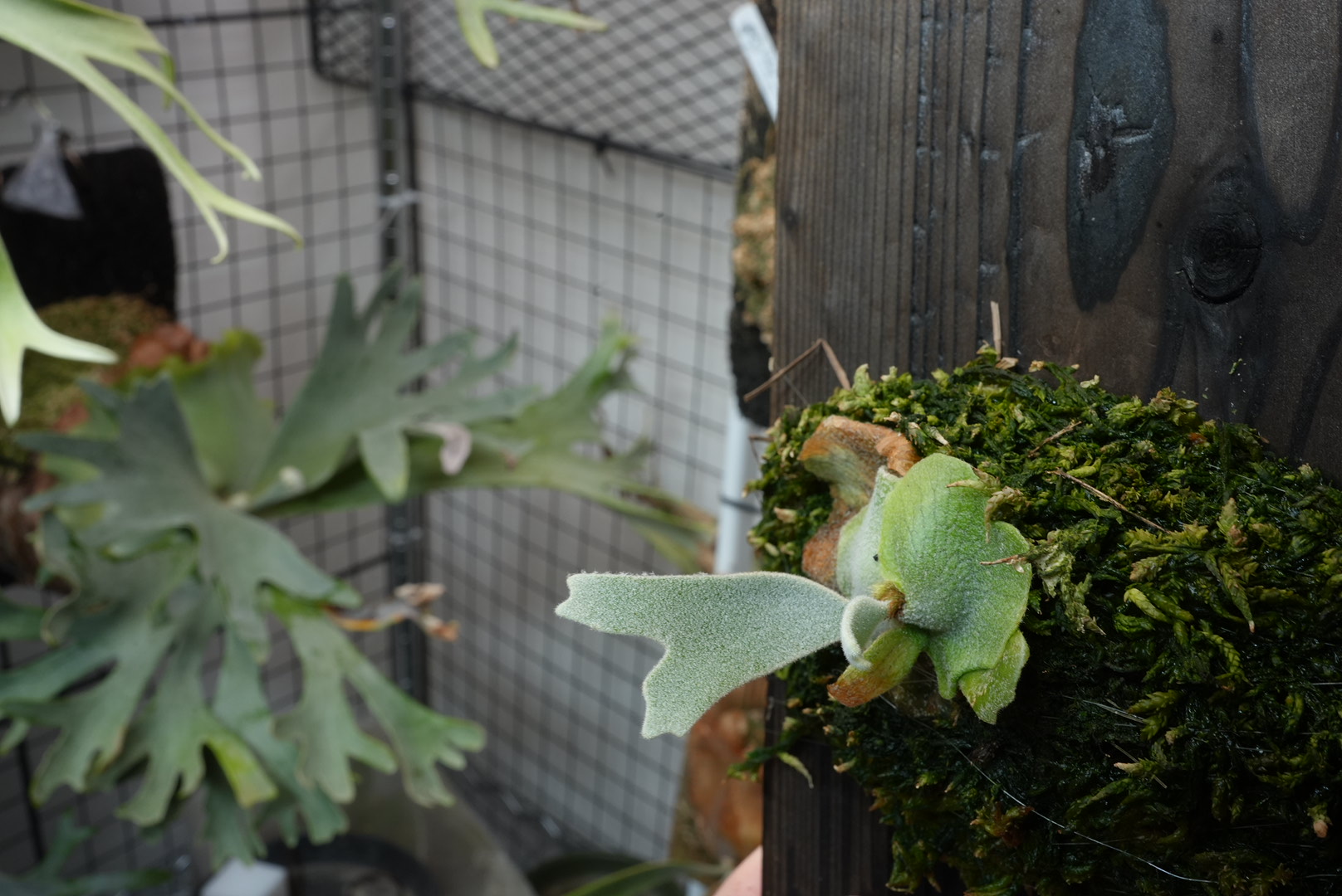 水のみの株（51日経過）