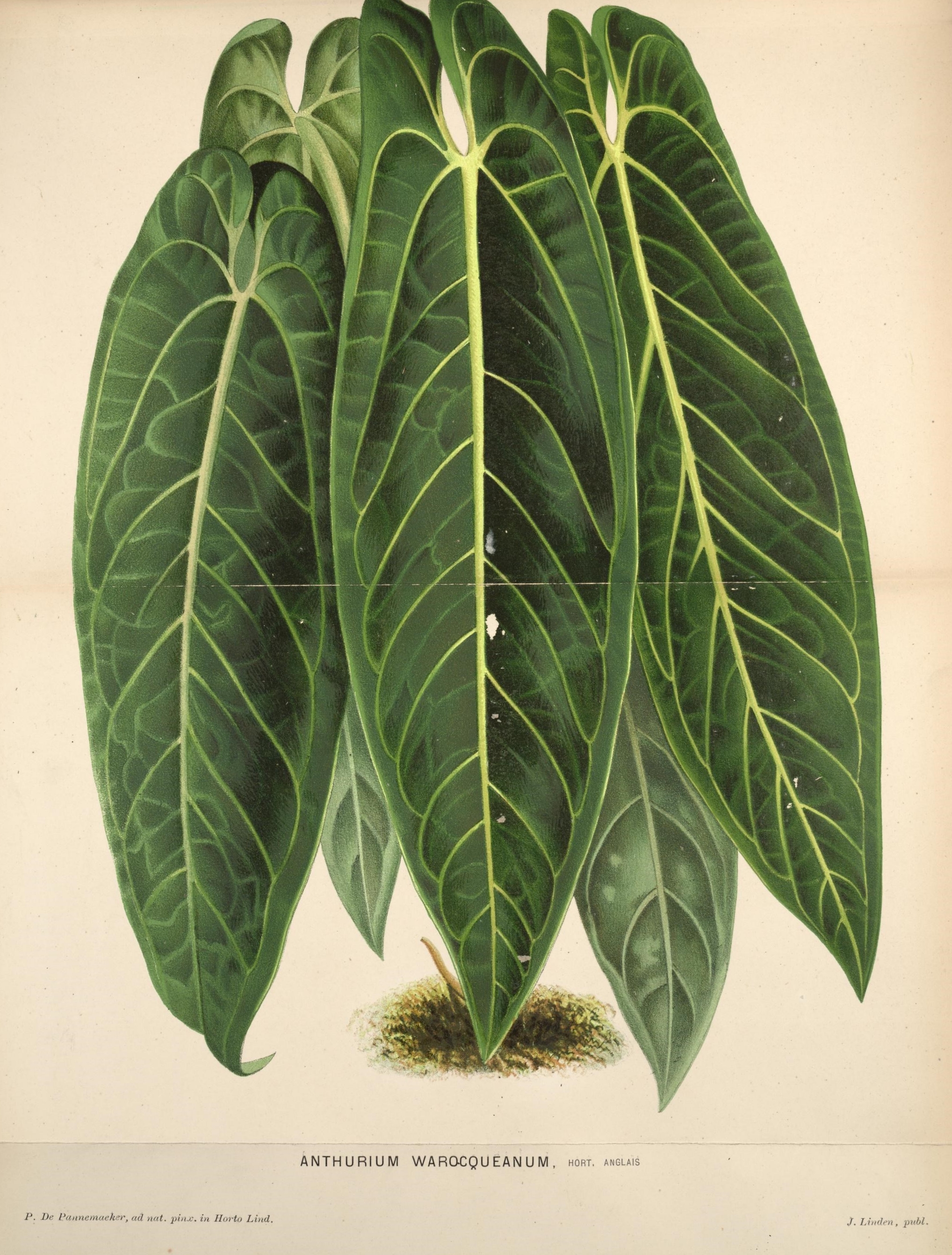 Anthurium Warocqueanum の1880年リトグラフ