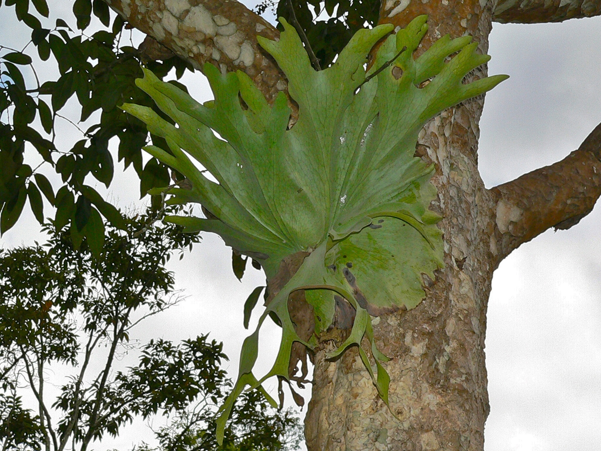P. holttumii — habit in cultivation