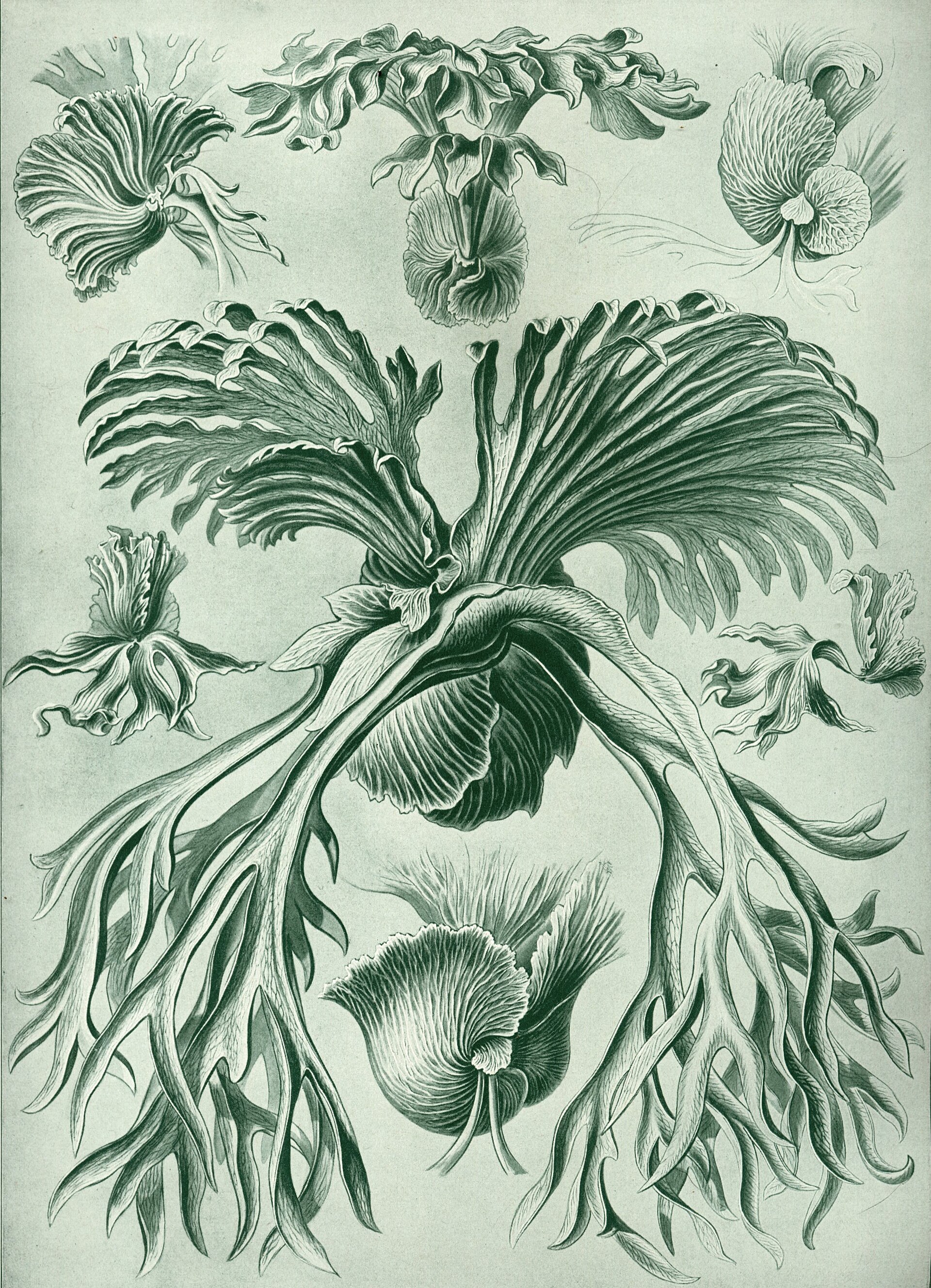 エルンスト・ヘッケル「Filicinae」 1904年