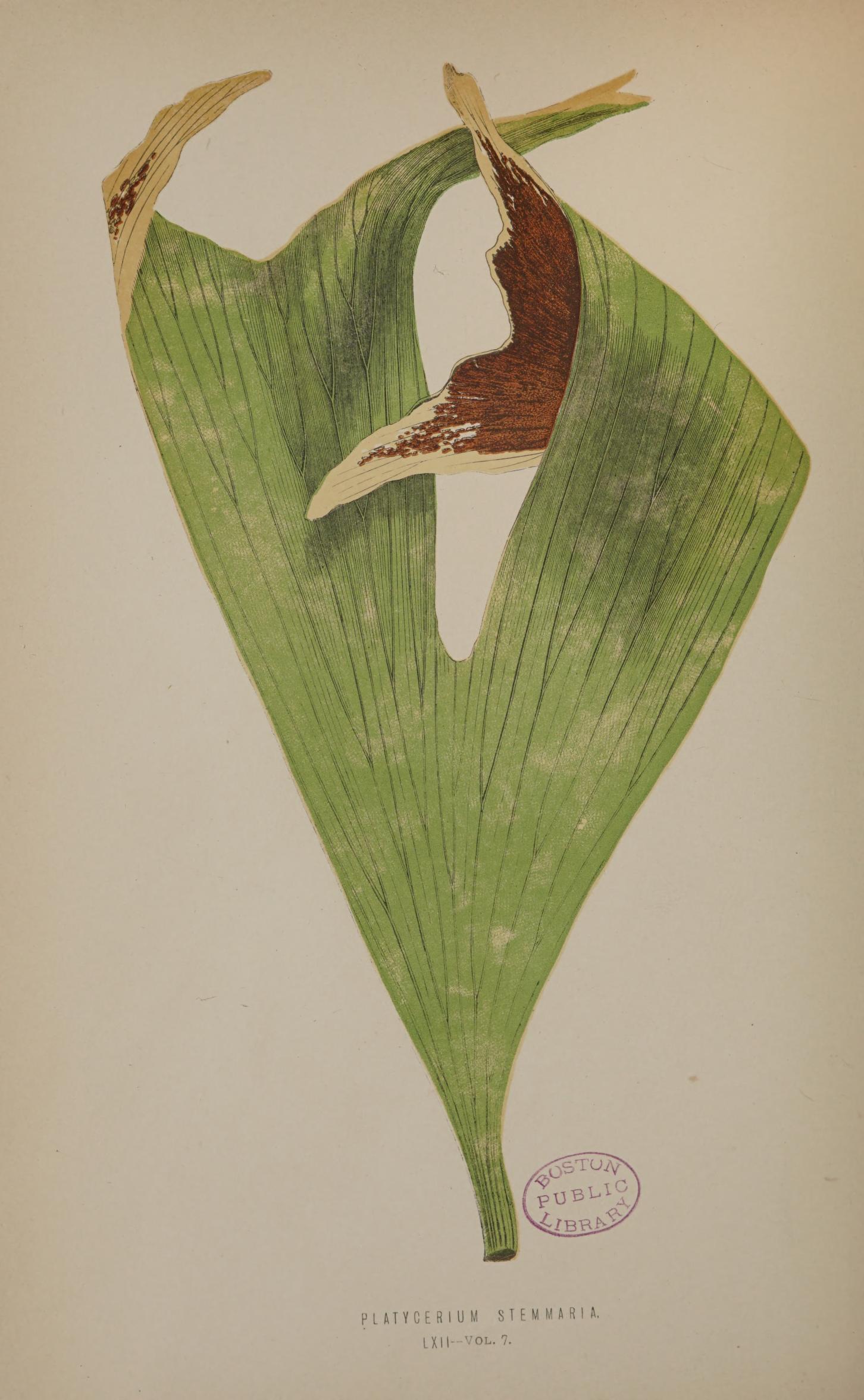 Platycerium stemmaria の彩色リトグラフ（1859）