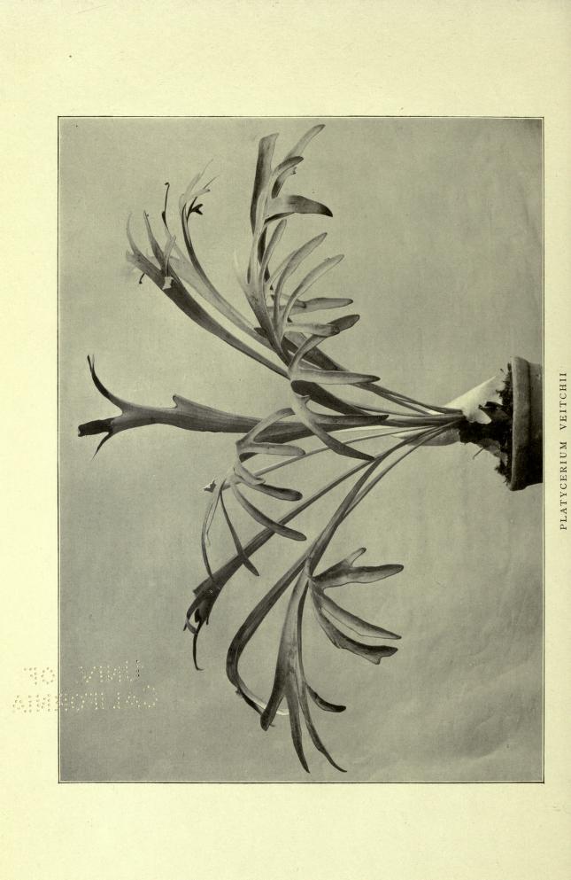 1906年Hortus VeitchiiのP.veitchii図版