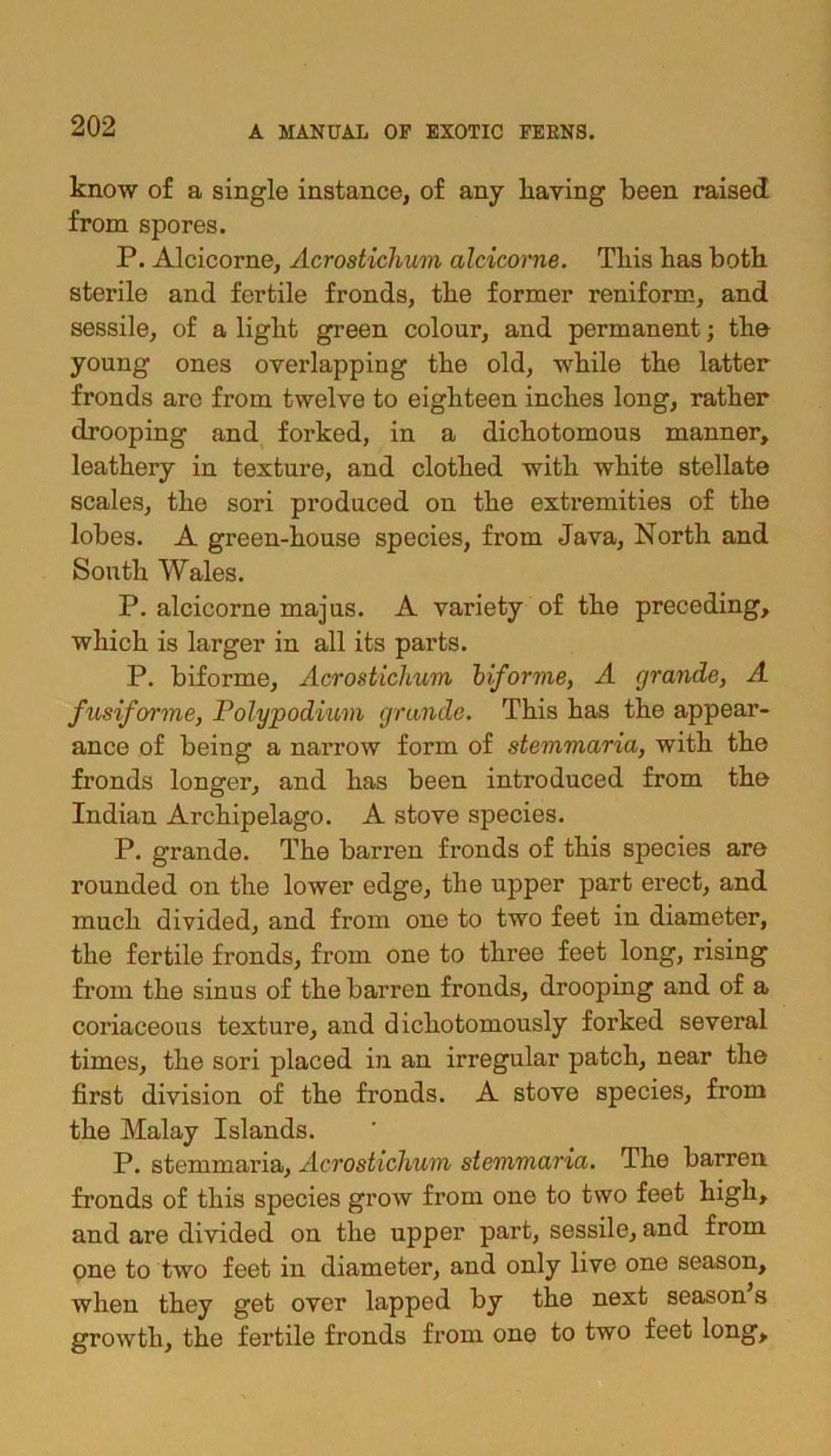 Sandford 1882 Platycerium 解説ページ