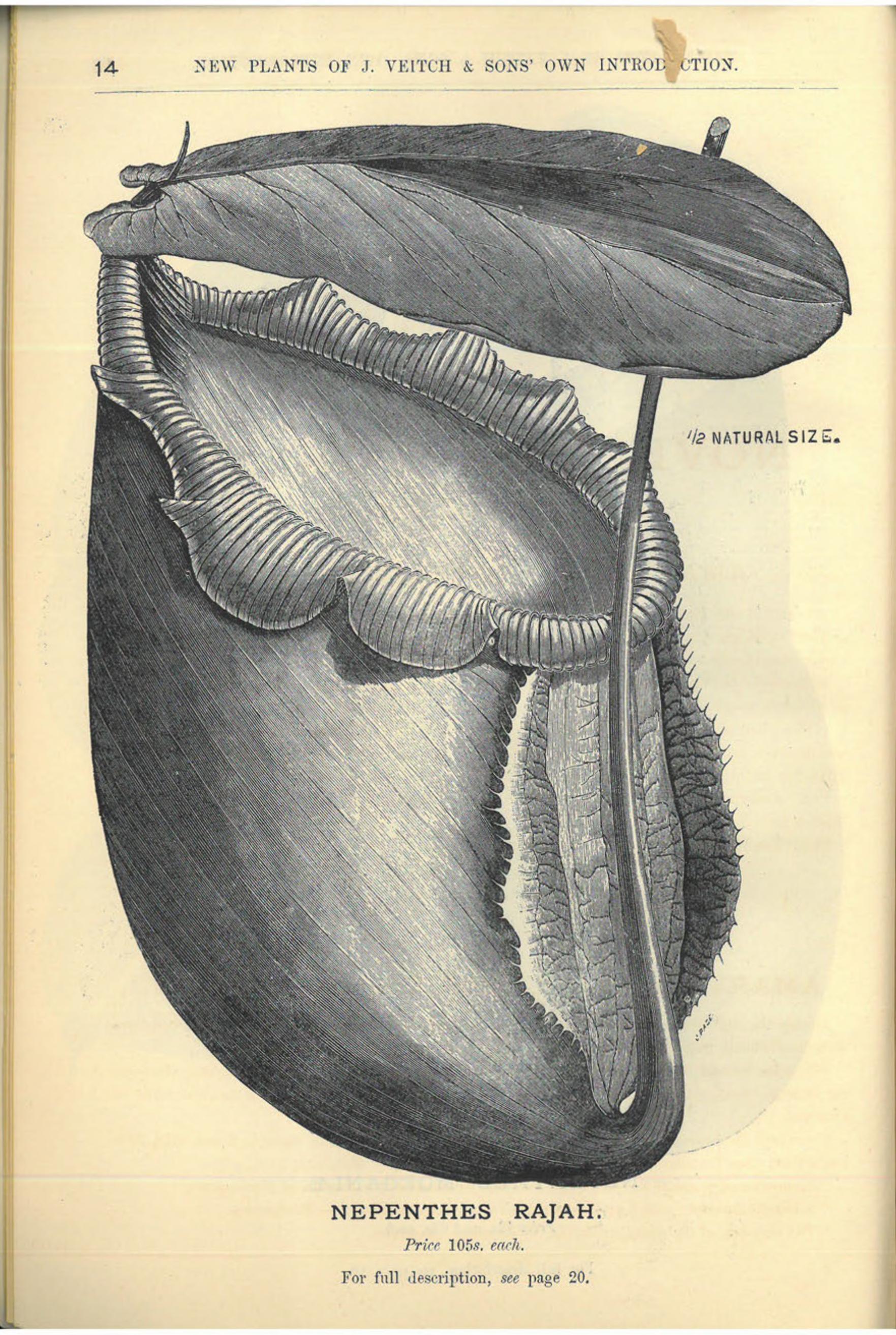 Nepenthes Rajah の図版（1882）