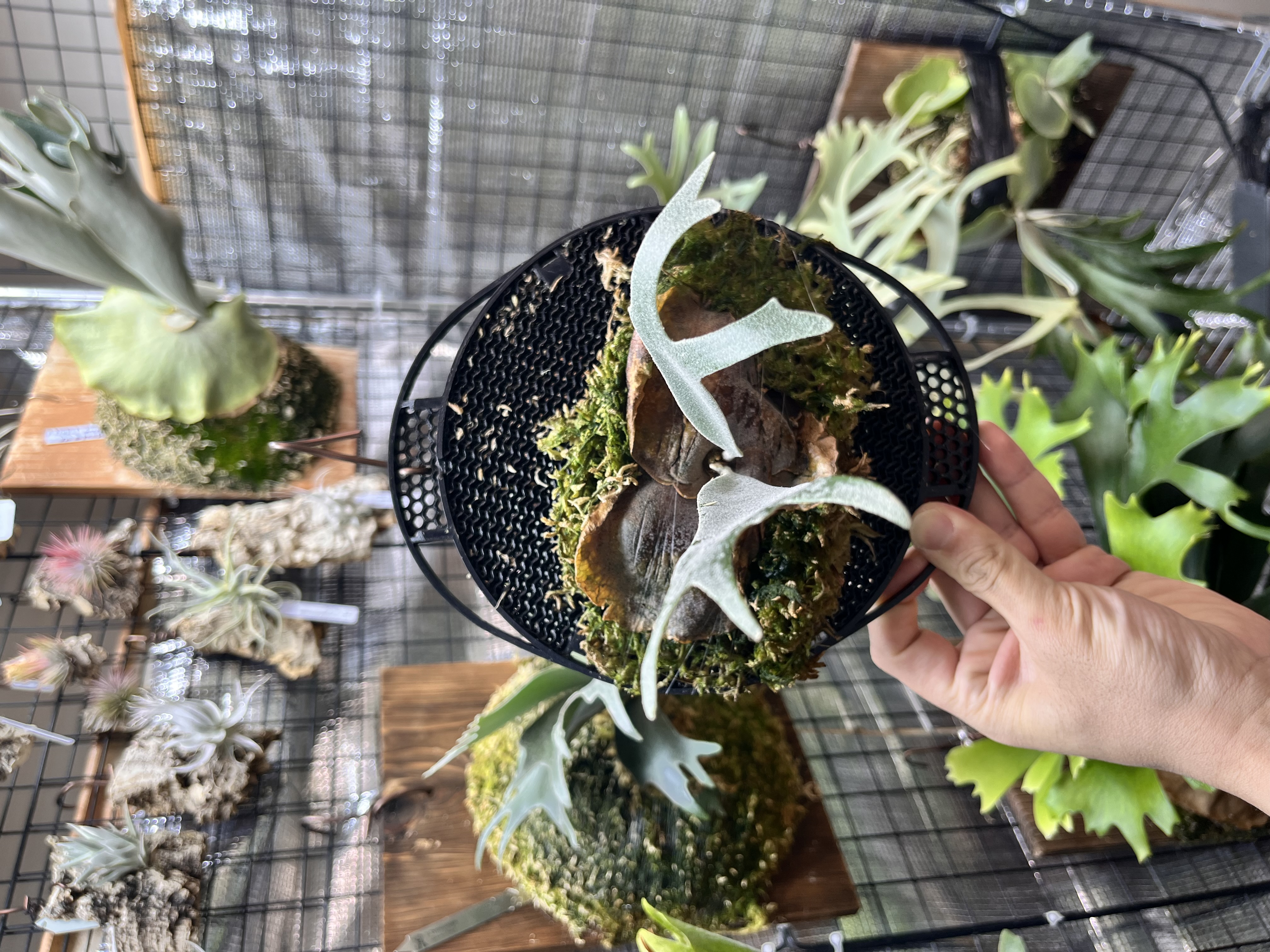 P.willinckii 'Moonlight VP'