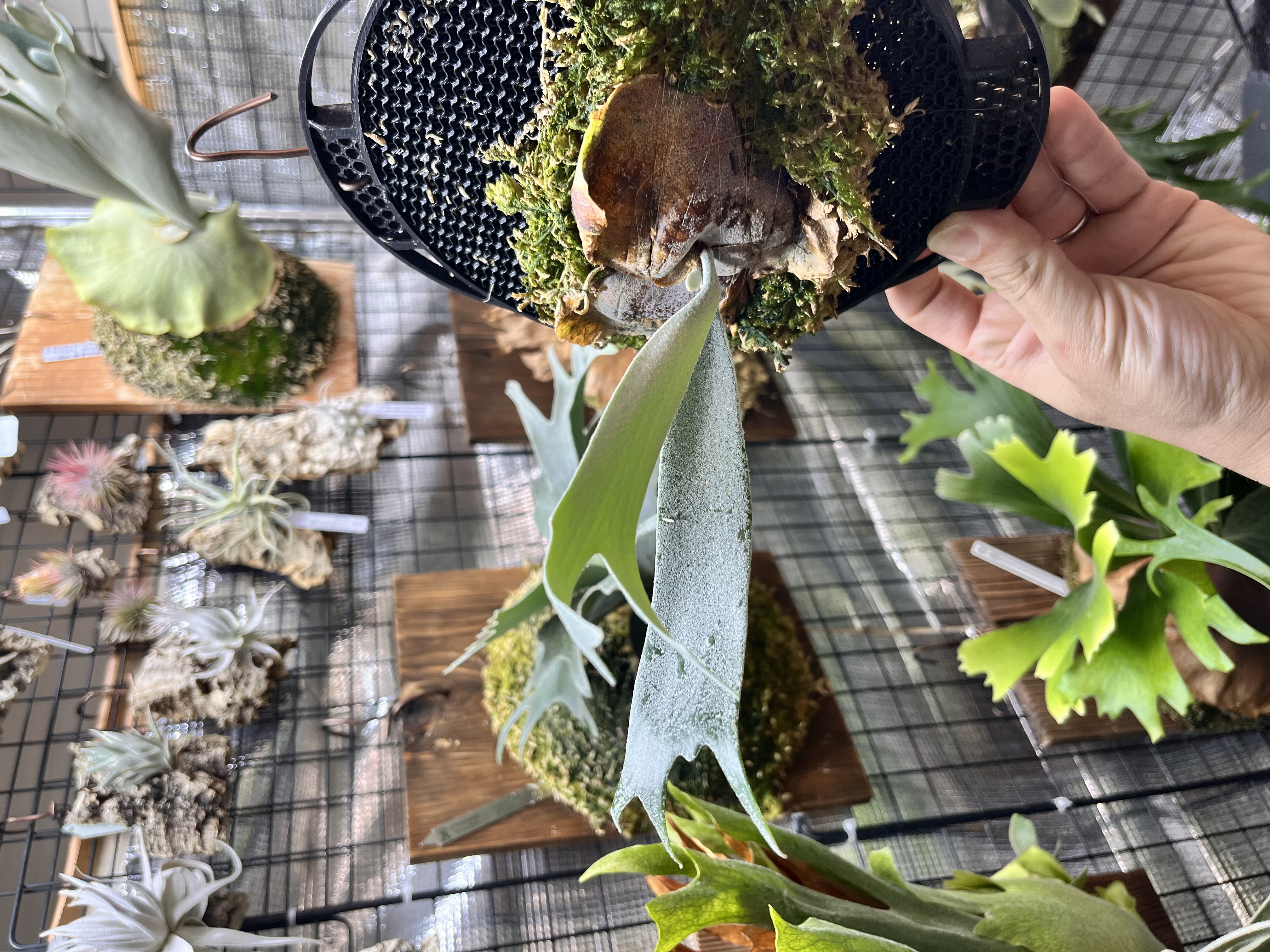 P.willinckii 'Moonlight VP' - 3