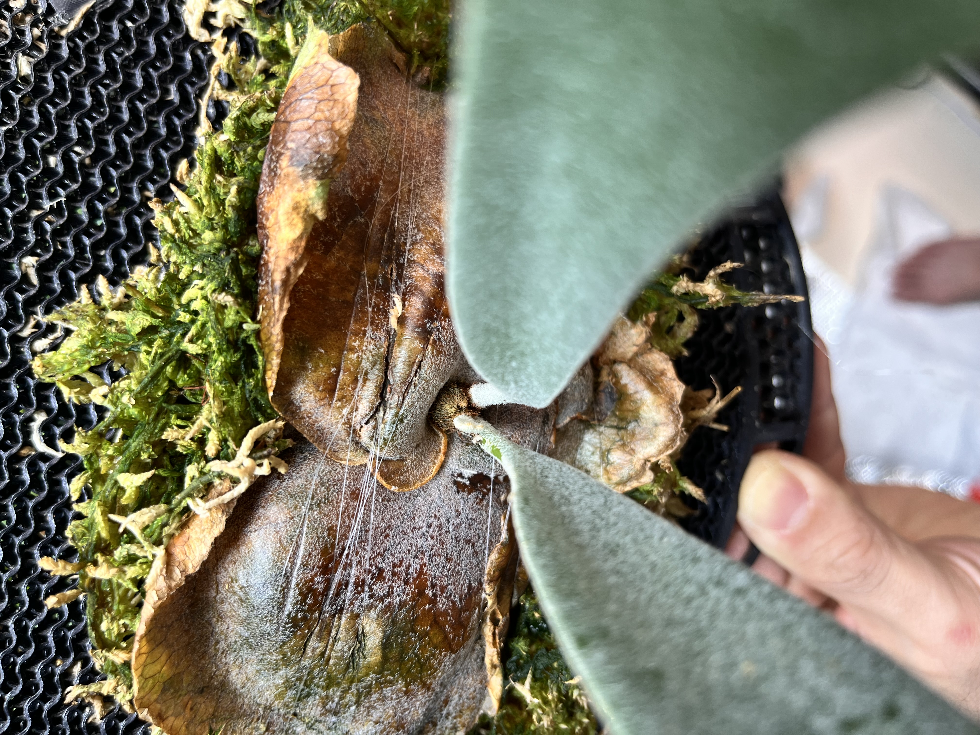 P.willinckii 'Moonlight VP' - 5