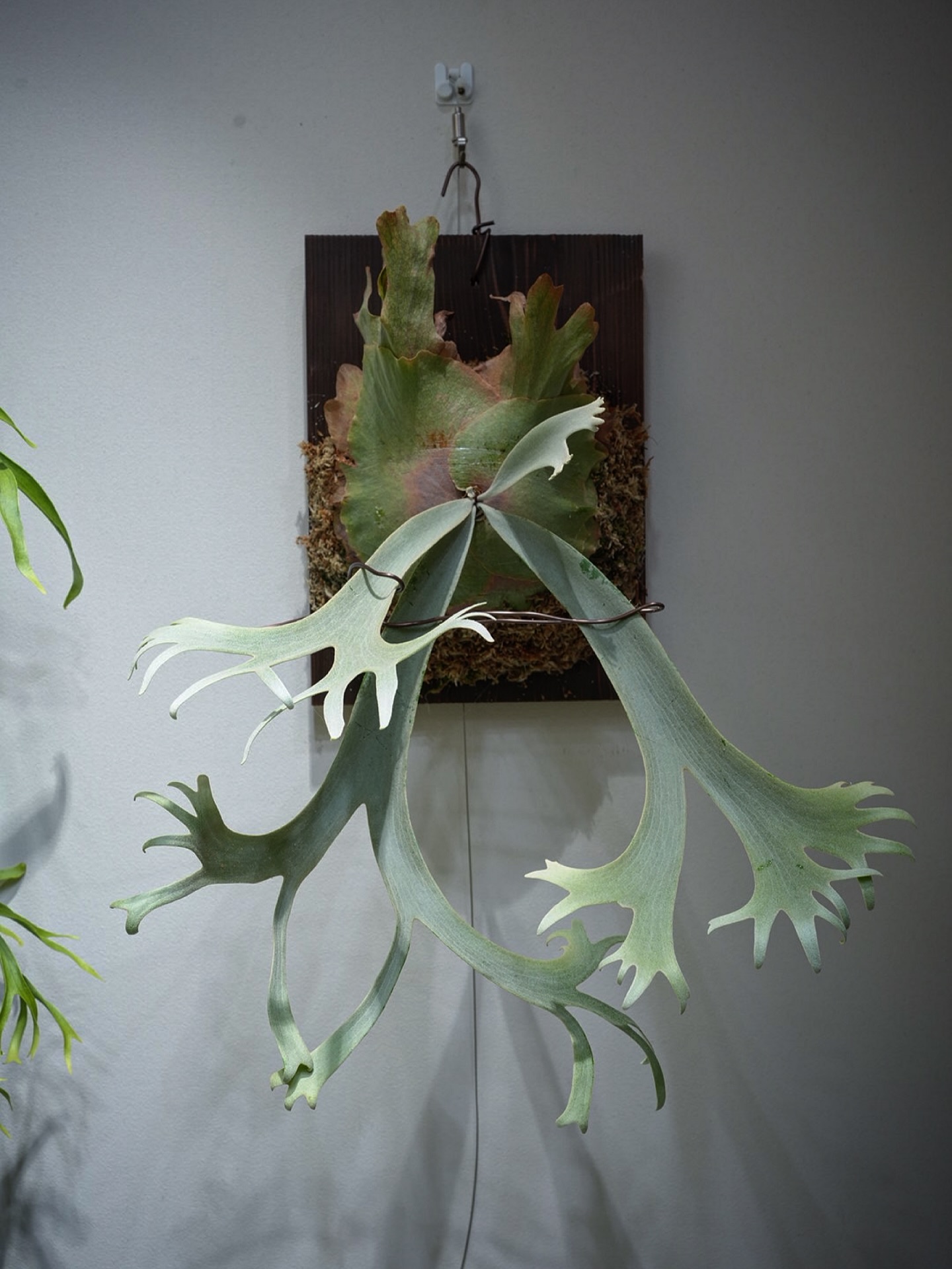 P.willinckii nadare from @190cm_botanical 根がバチバチだっ