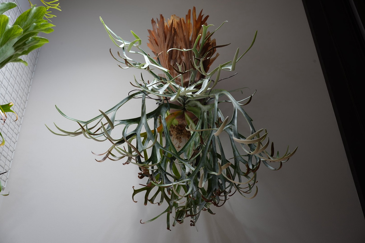 P.willinckii moonlight なかなかええですわな