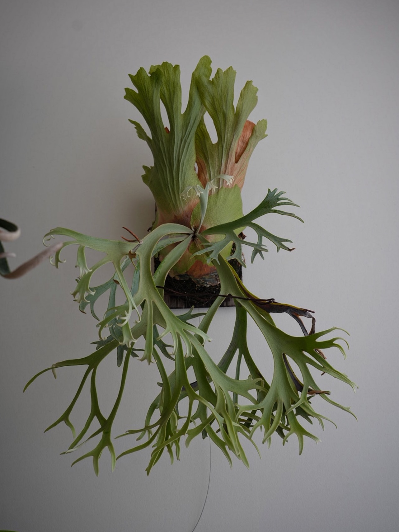 P.willinckii blue queen これはよいウィリンキー