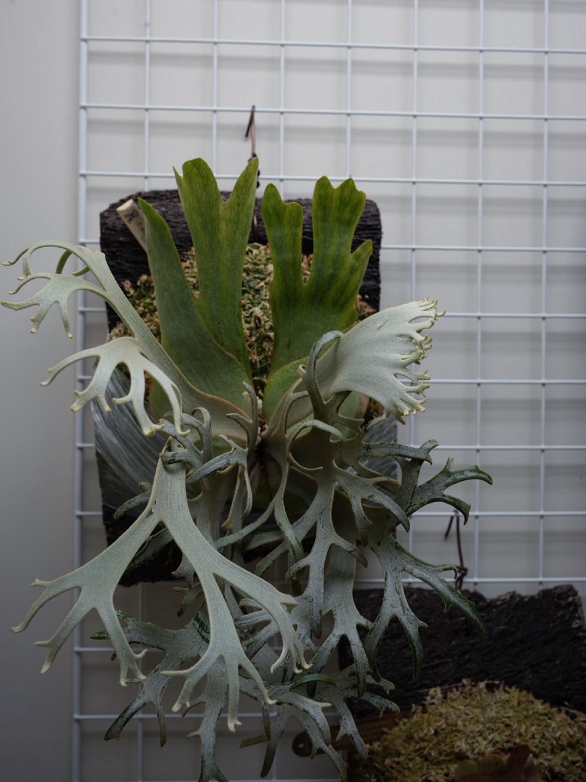 P.willinckii ‘Jenny’ from @bikakumafia この胞子葉の向きは初め