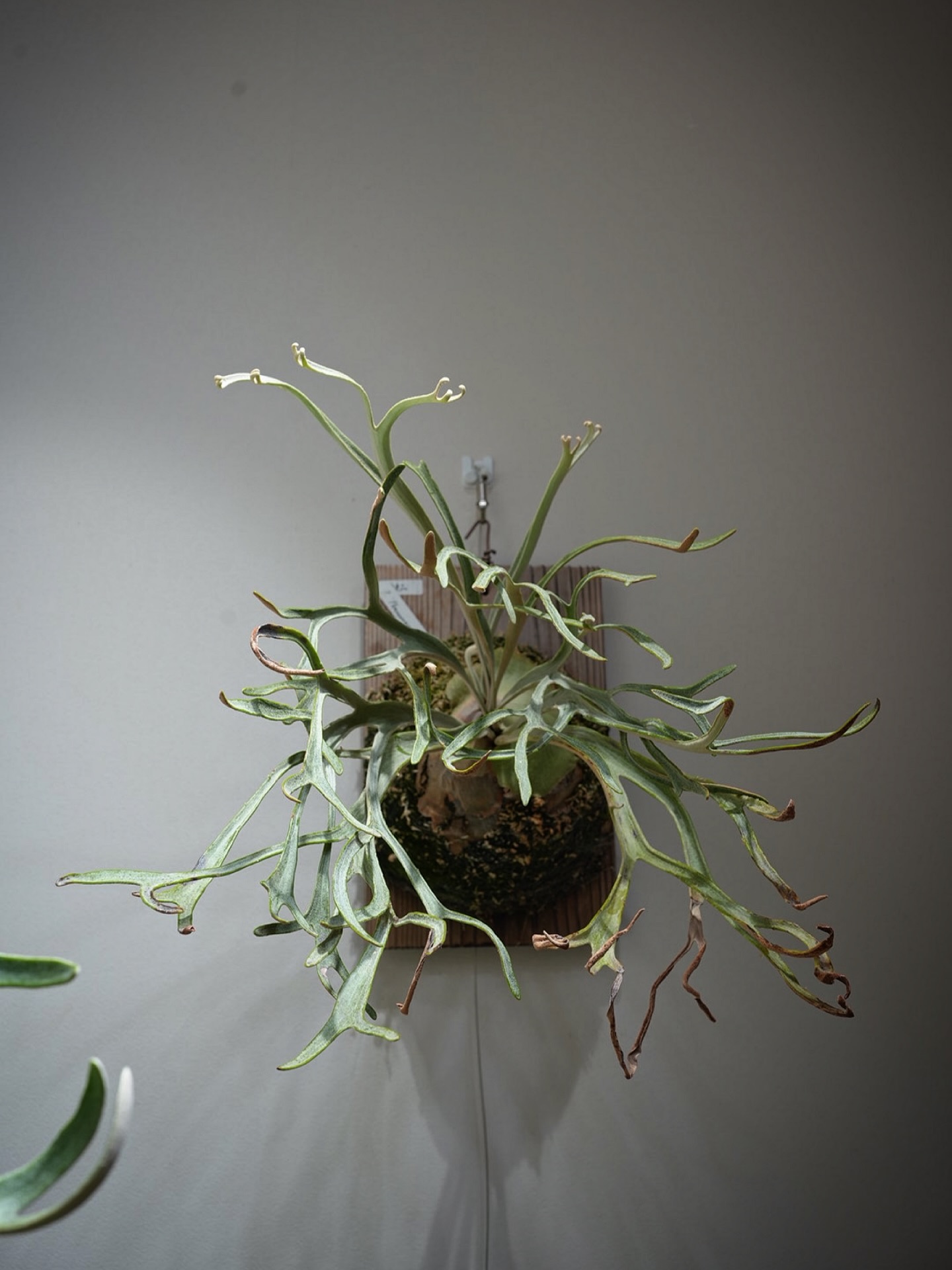 P.Phenomenal from @katsu_hibino 誰が見ても同定できるビカク部門ナンバ