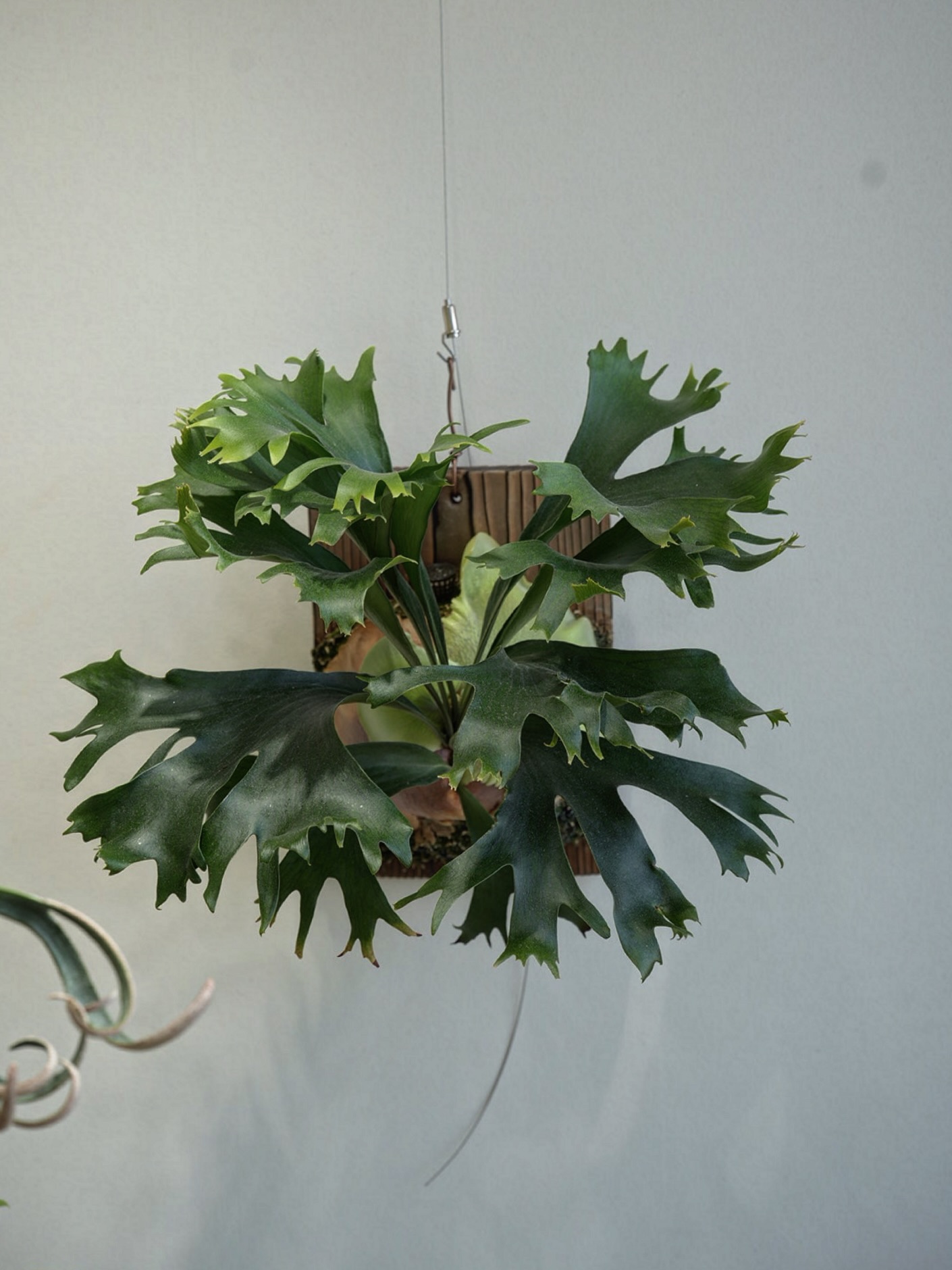 P.hillii mutant sporeling “Group M” From @ukiyo_be