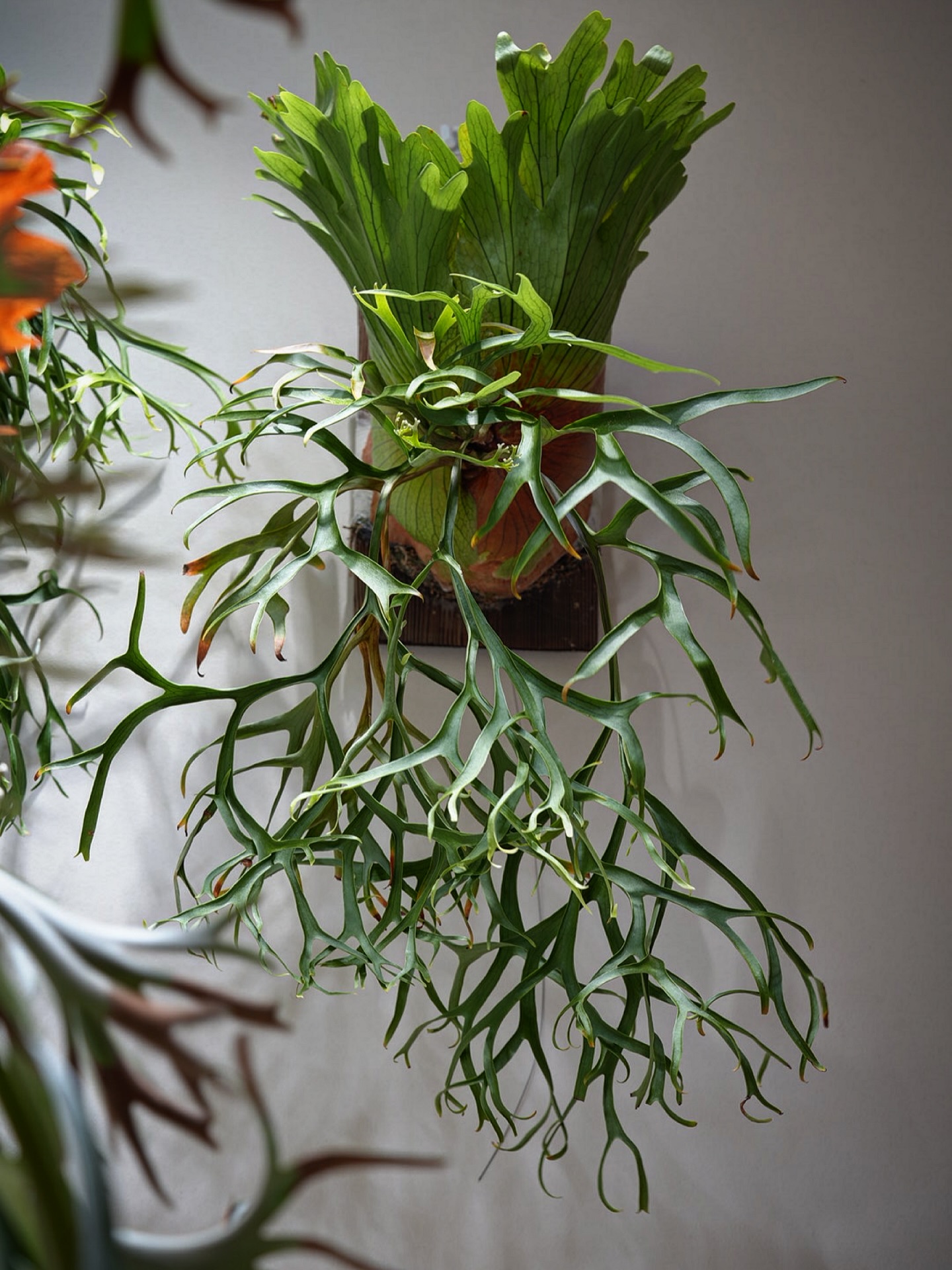 P.coronarium from @katsu_hibino 道ゆく草花がみんなコロナリウムだった