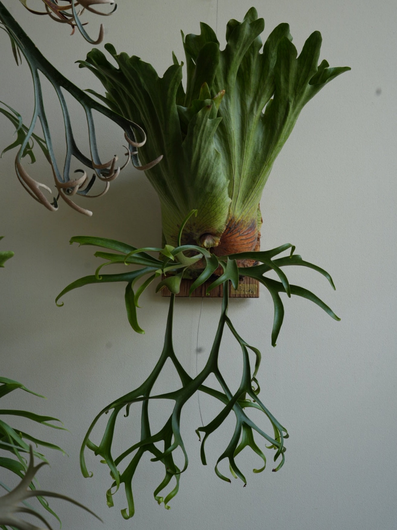 P.coronarium