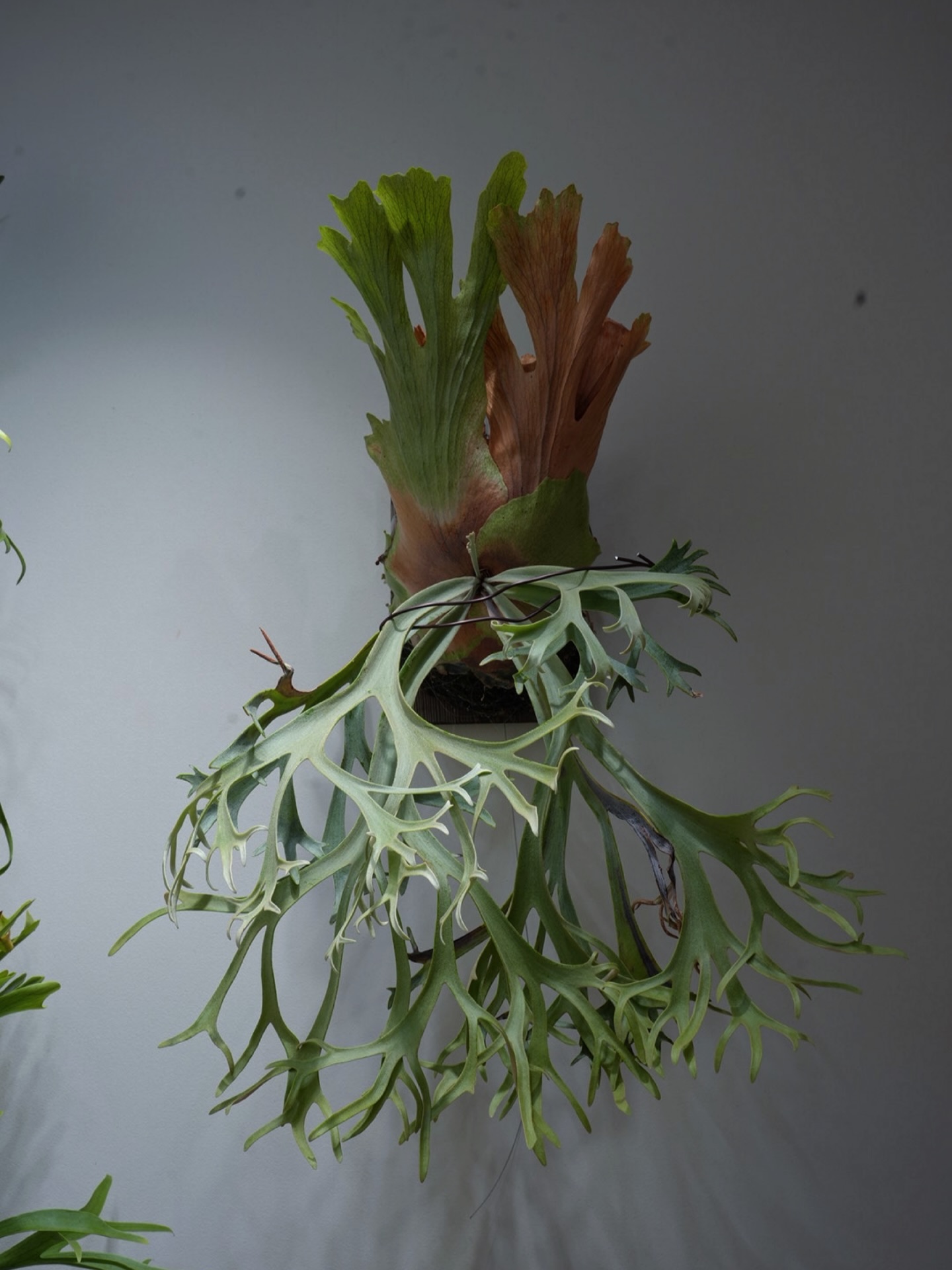 P.willinckii blue queen このウィリンキーは素晴らしい。 曲線が多いビカクが好