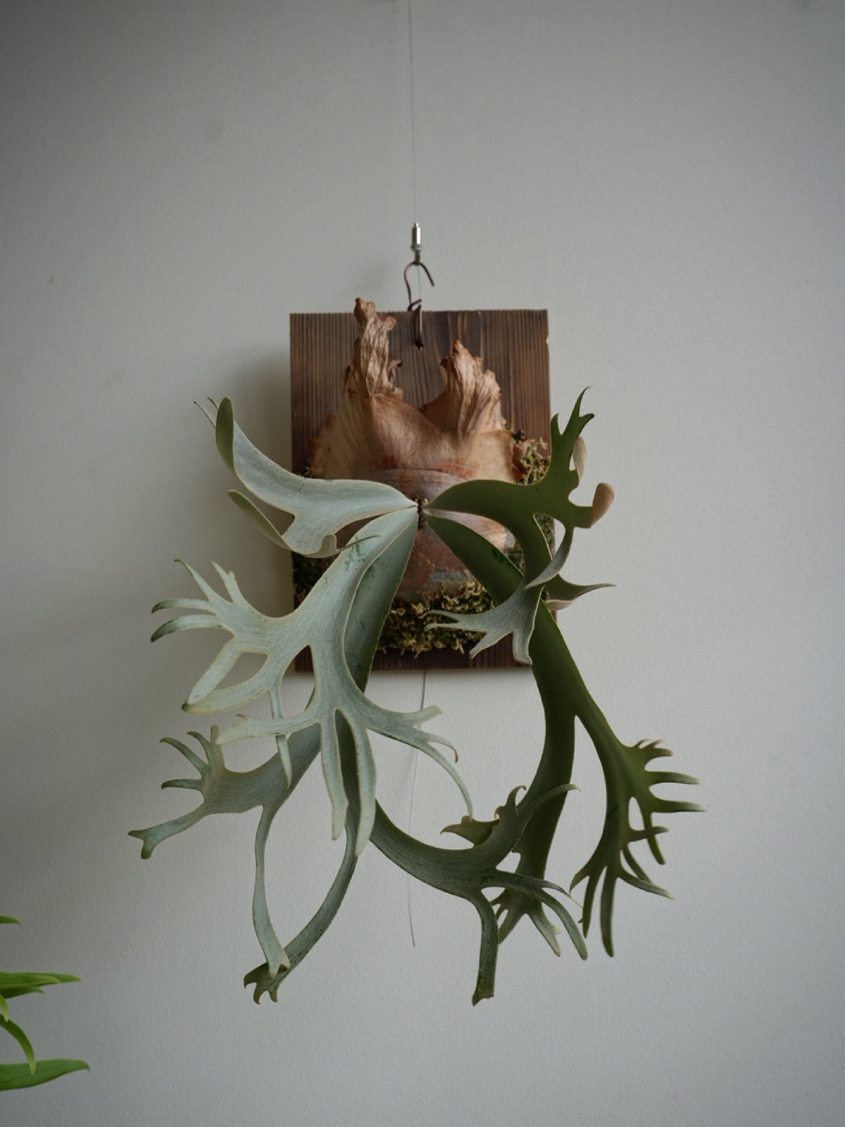 P.willinckii nadare