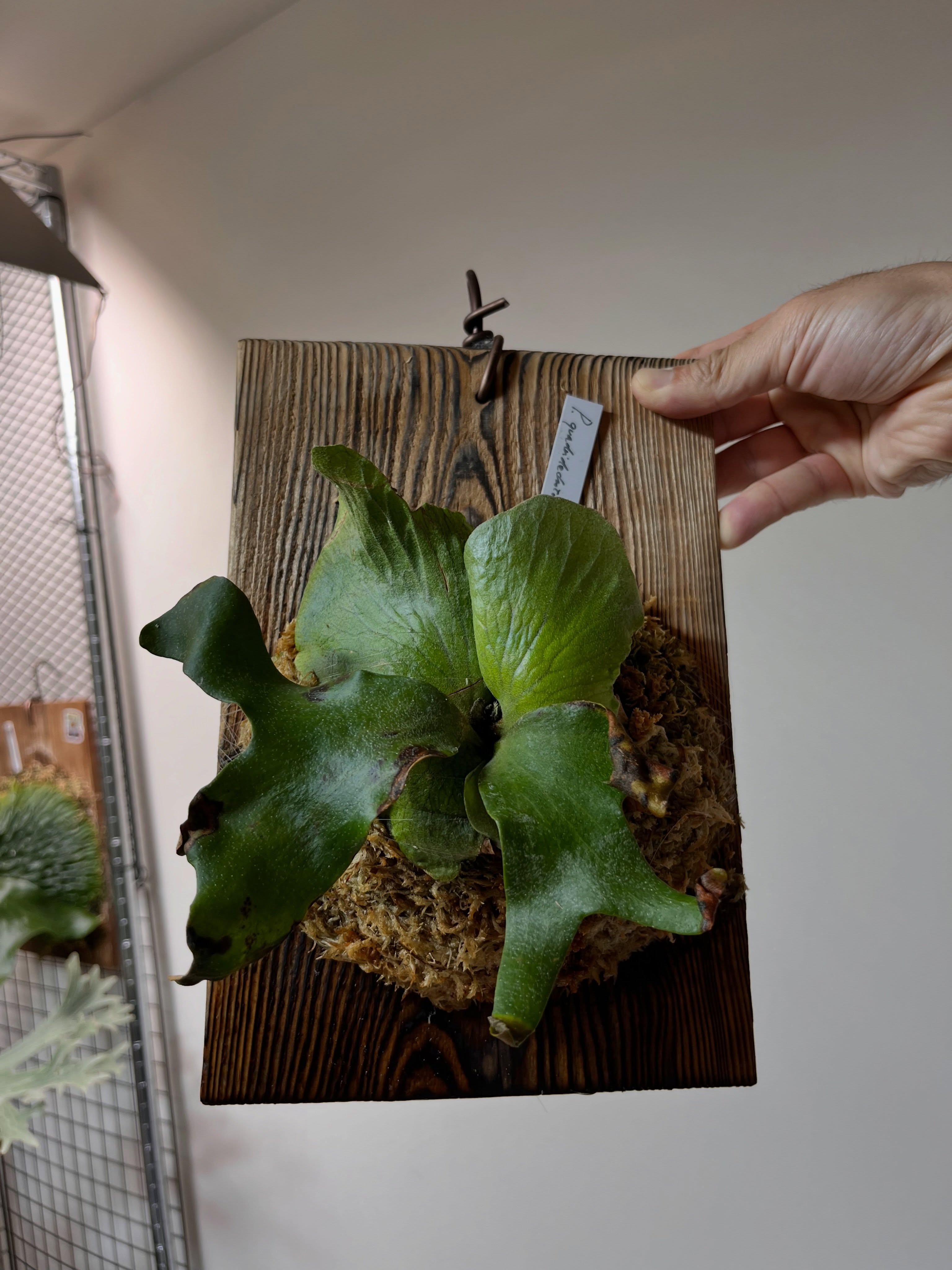 P.quadridicotonam