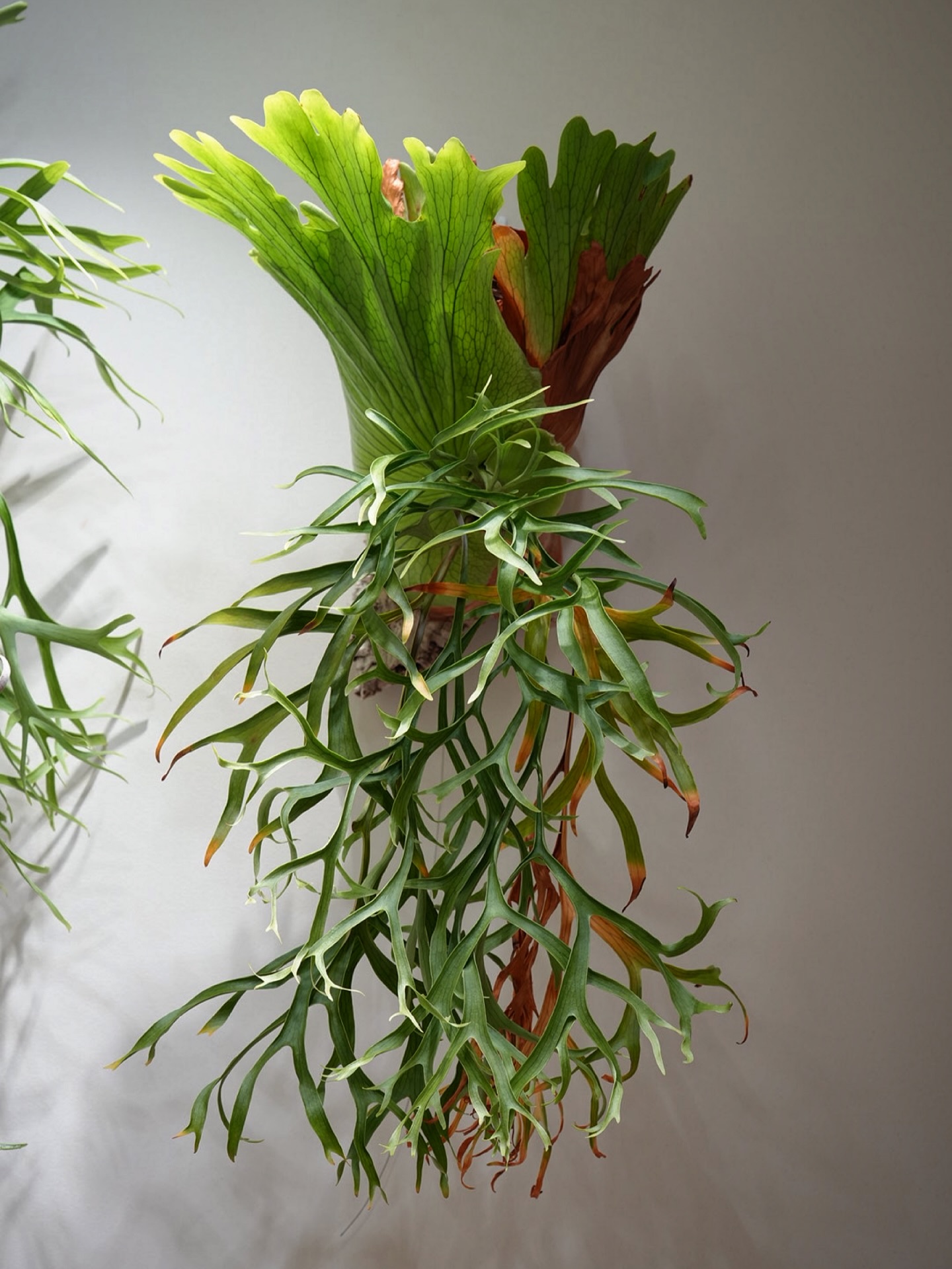 P.coronarium waiwai from @vandaka_plants コロナリウムはいい