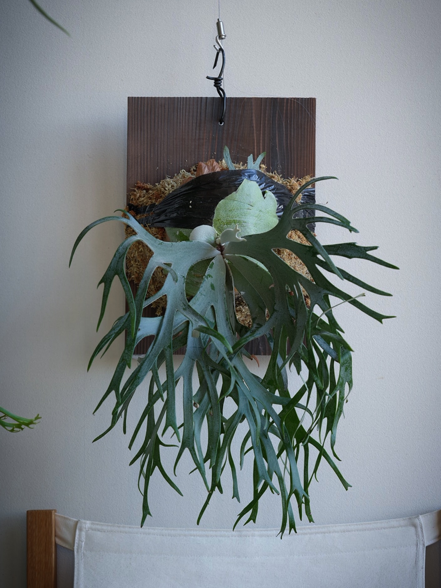 P.willinckii Polaris from @ponpowan 期間限定でお預かり案件です。