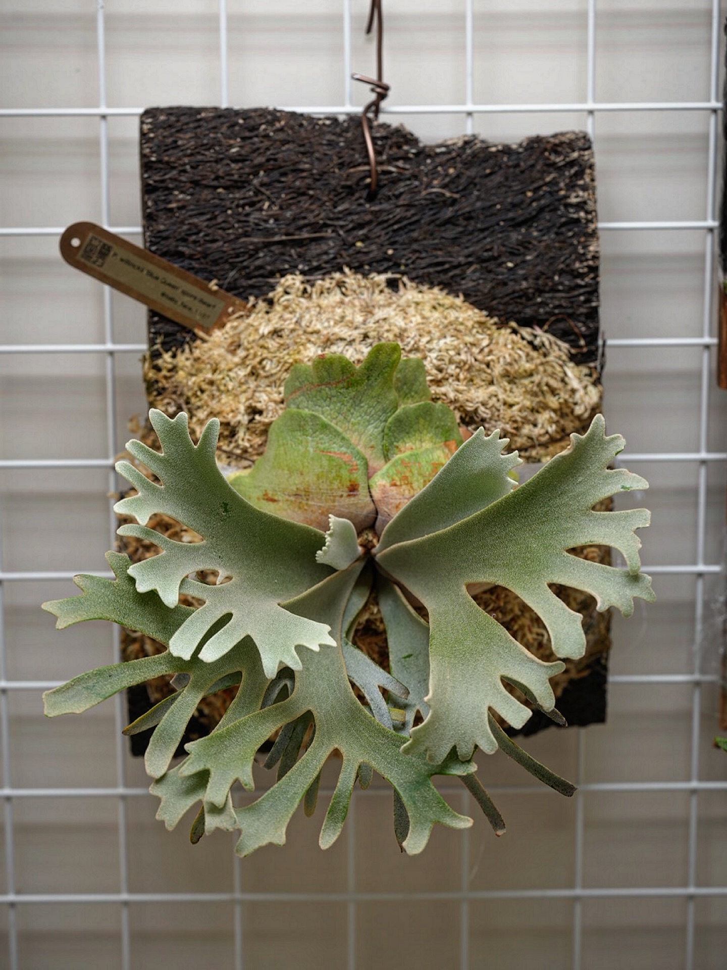 Platycerium willinckii 'Blue Queen' spore dwarf fr