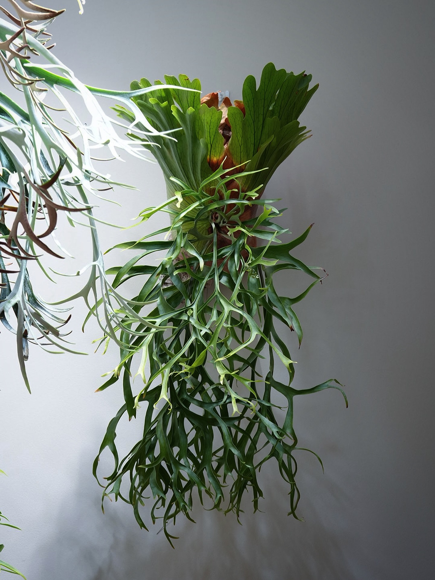 P.coronarium waiwai from @vandaka_plants たまらん！