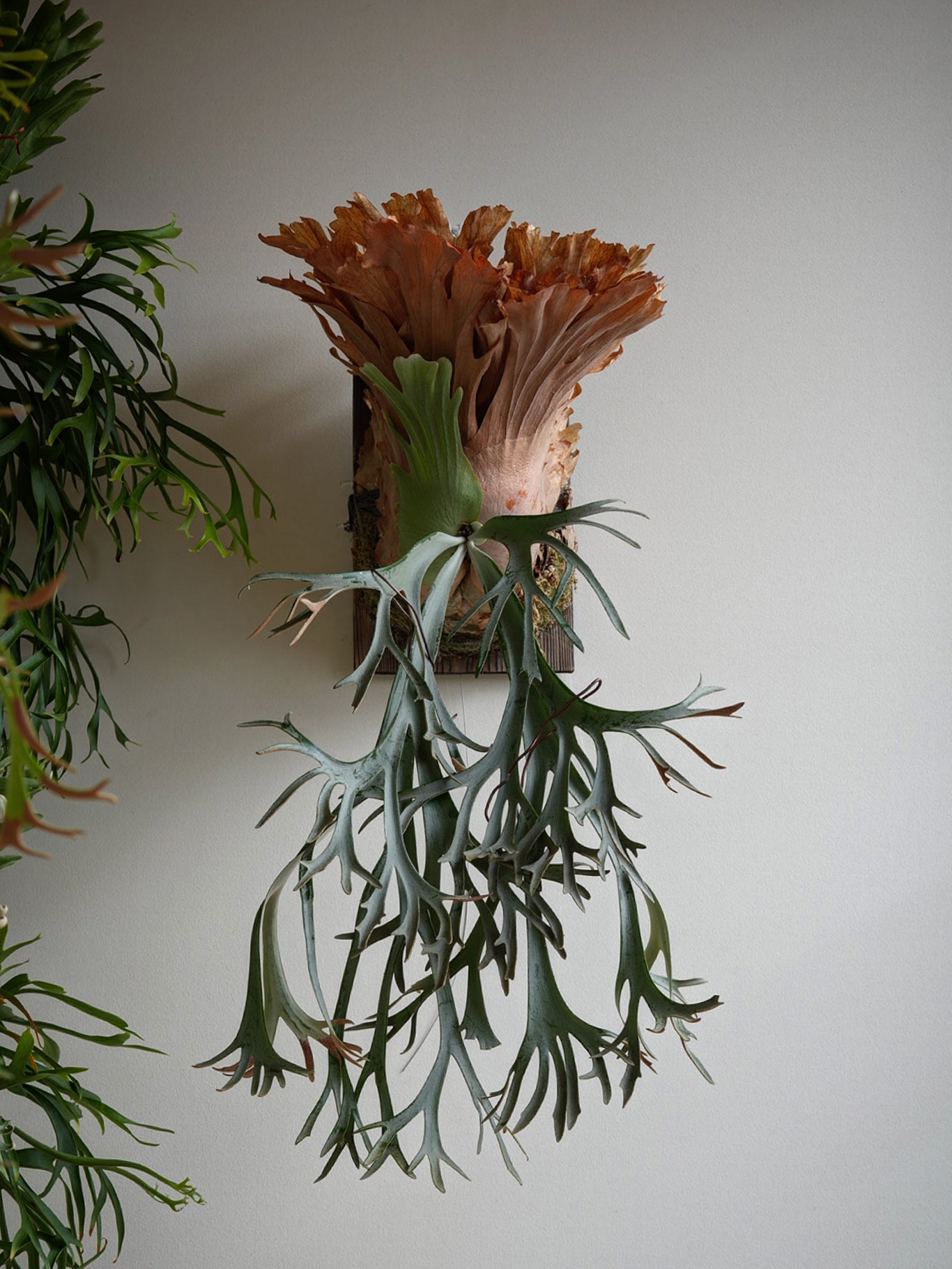 P.willinckii smurf from @katsu_hibino だいぶ葉っぱのボリューム