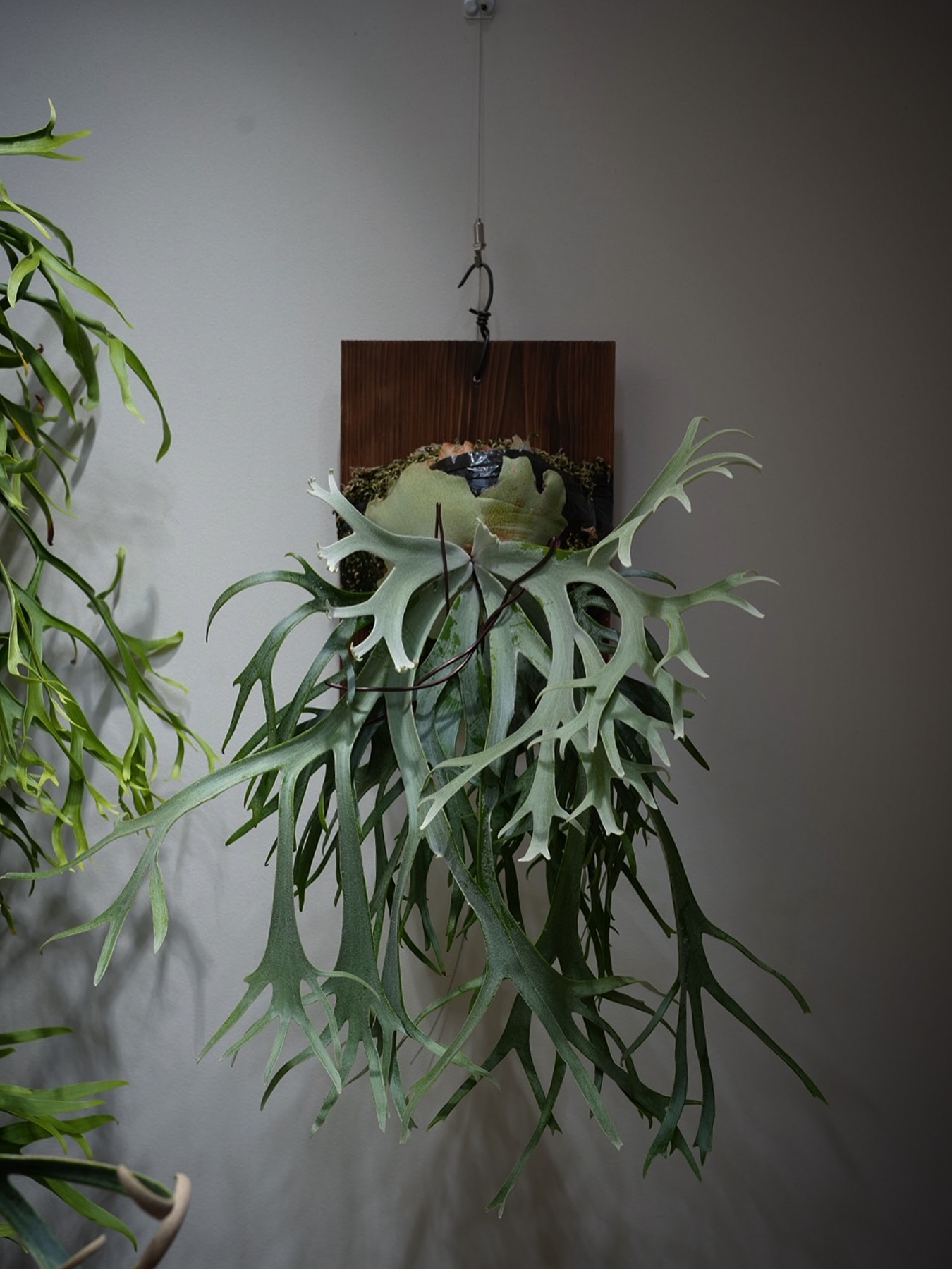 P.willinckii Polaris from @ponpowan 貯水葉ターンで良くなりそう。