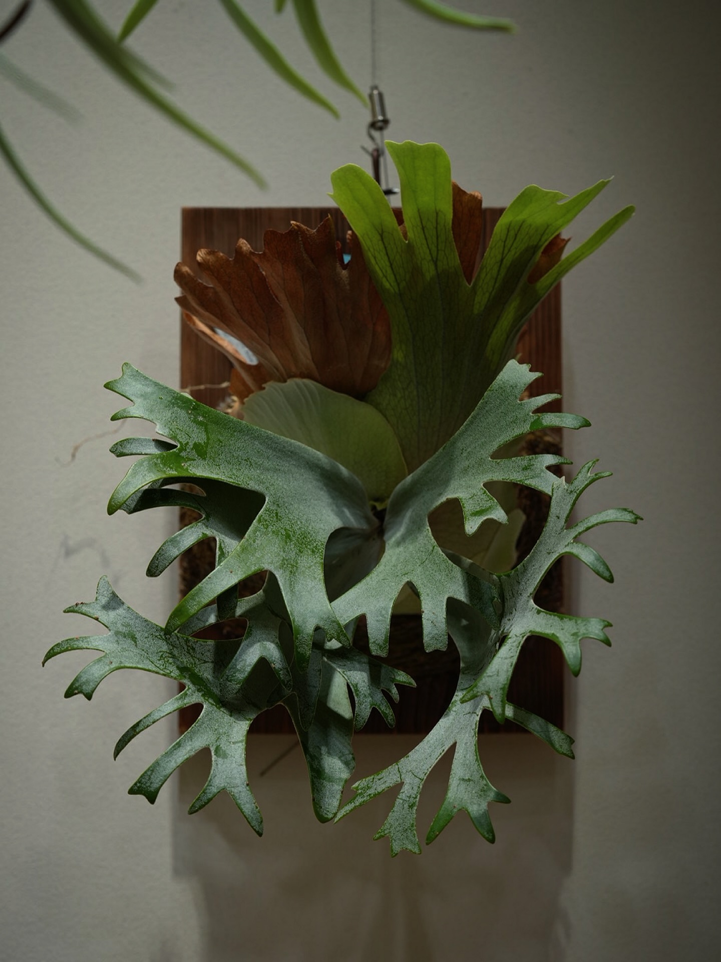 P.willinckii anne from @tmk_plants 貯水葉の展開に勢いがない時は、