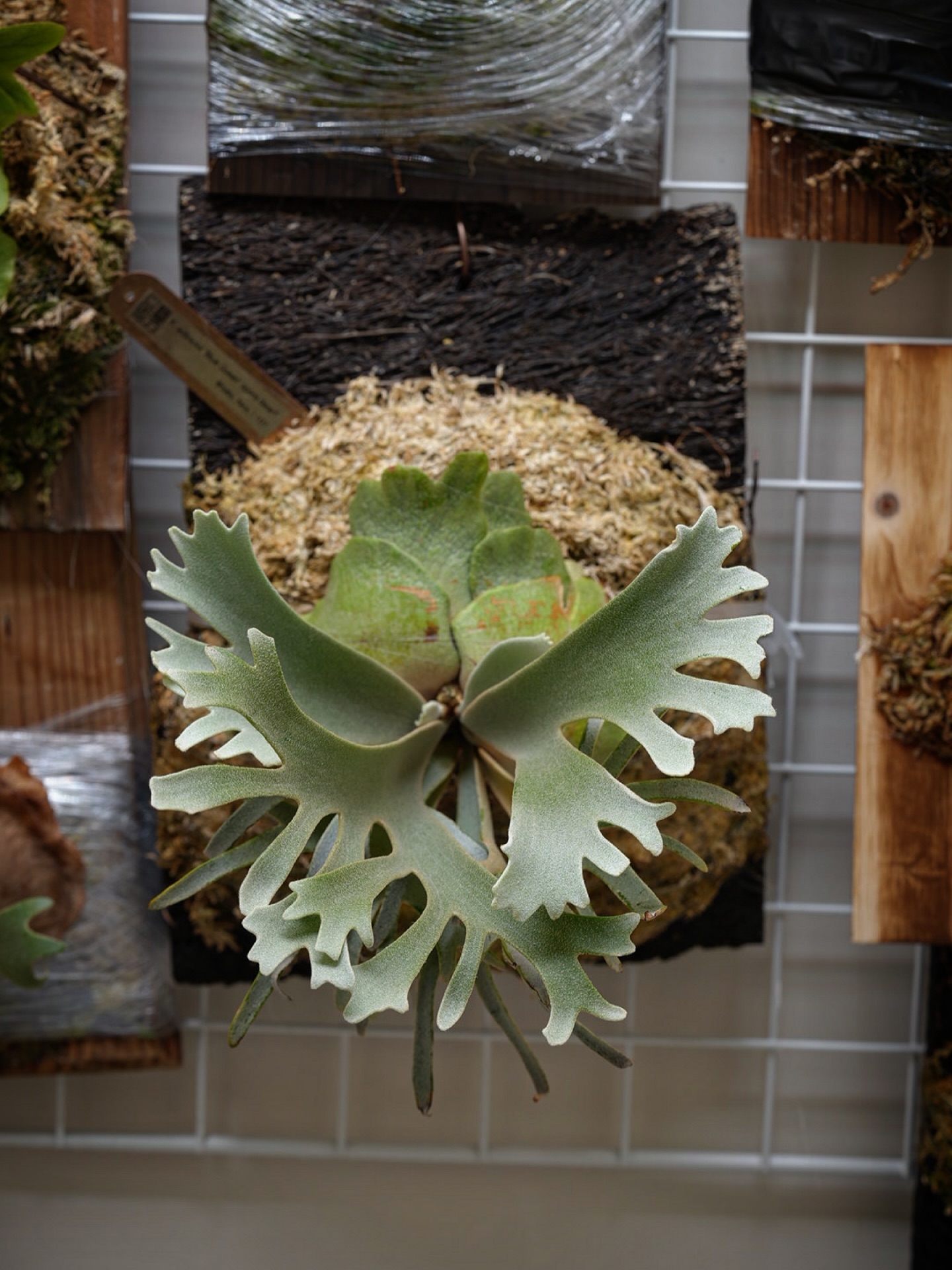 Platycerium willinckii 'Blue Queen' spore dwarf fr