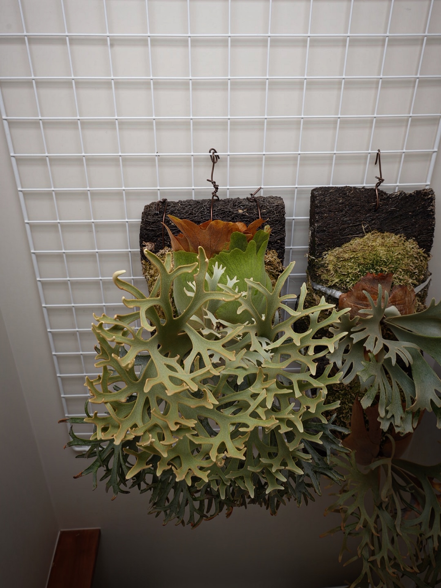 Platycerium willinckii OMG